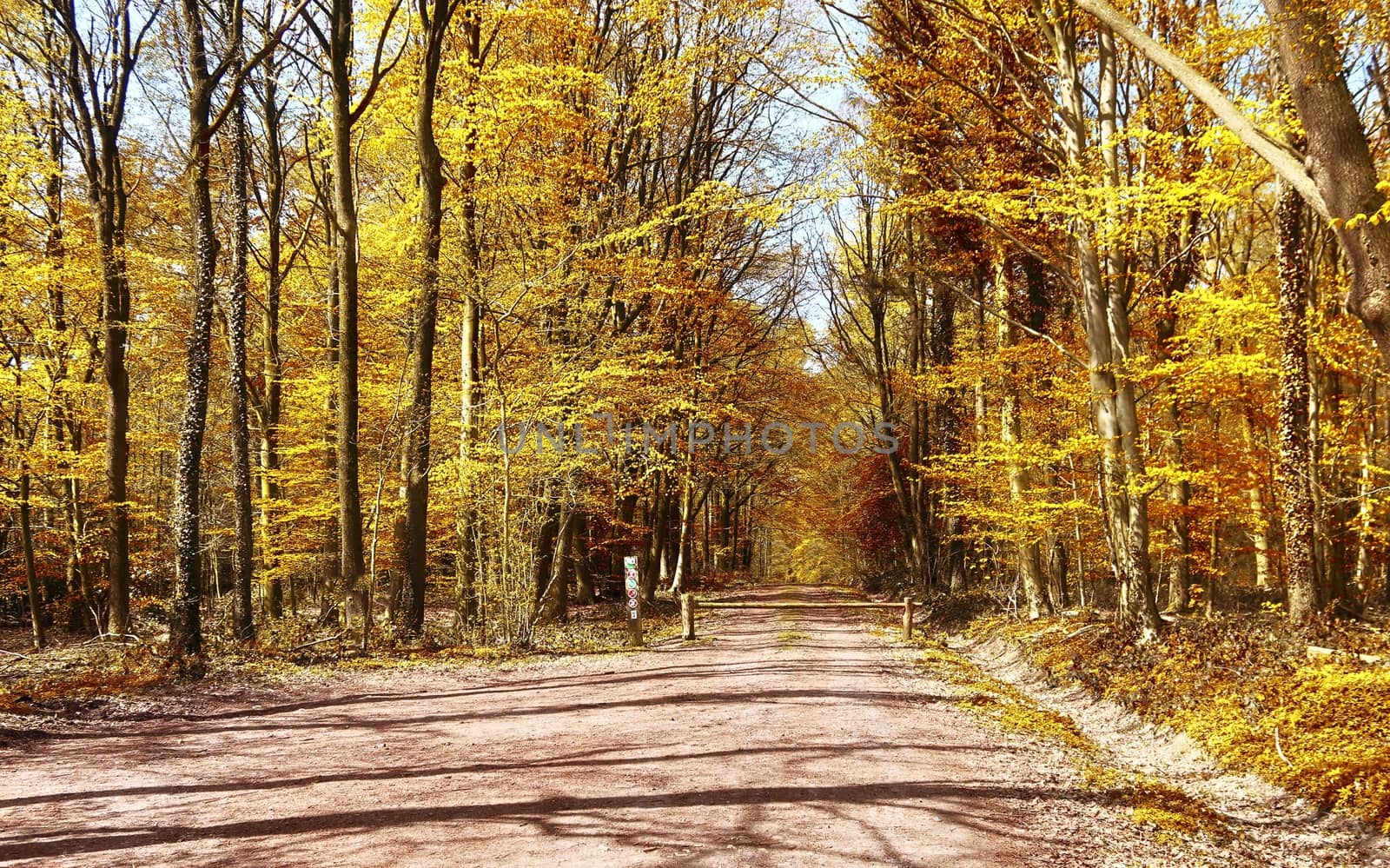 Beautiful panorama view on a golden autumn landscape in the middle of october