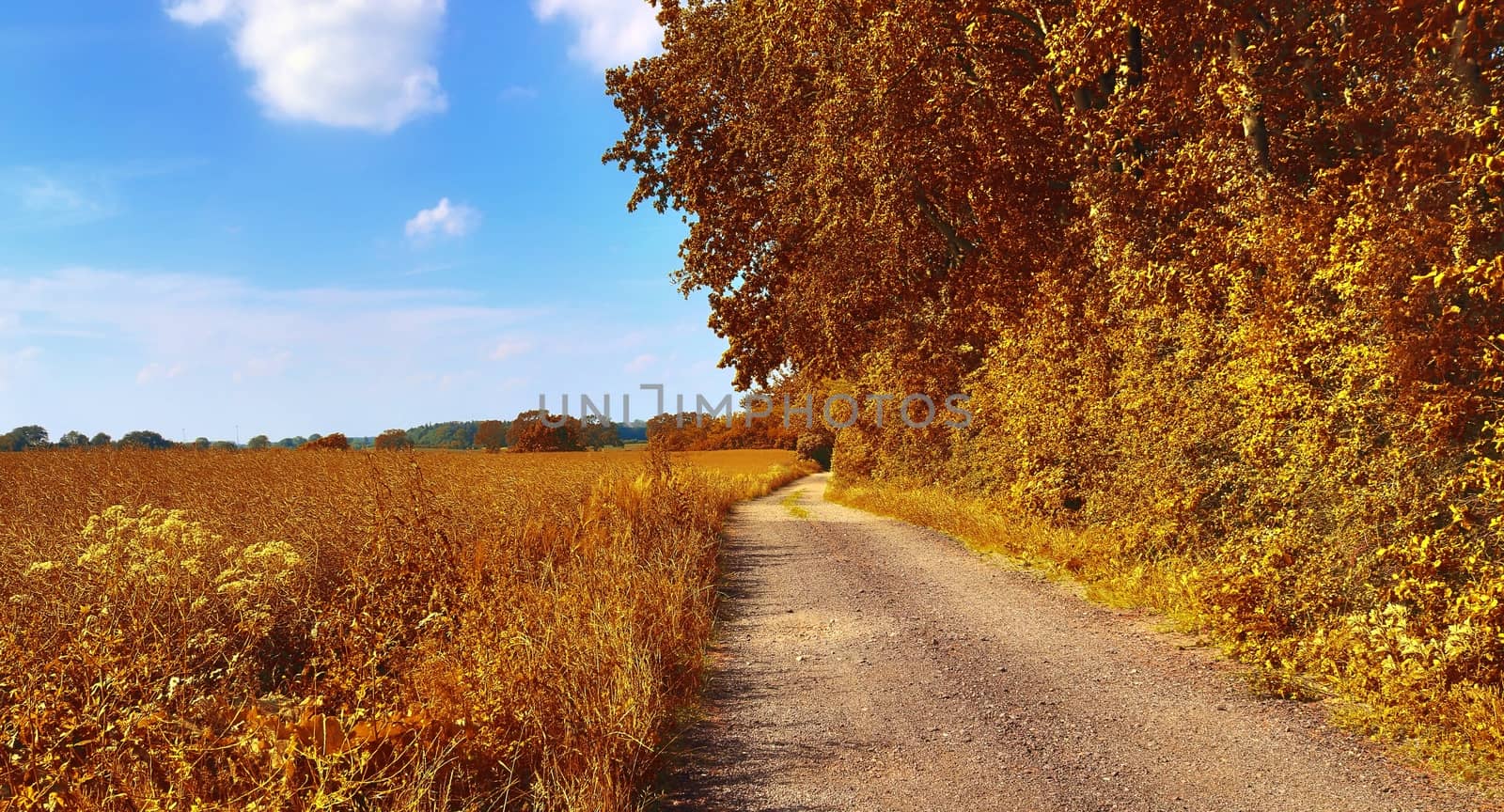 Beautiful panorama view on a golden autumn landscape in the middle of october