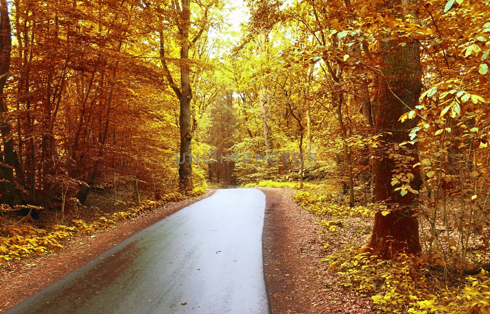 Beautiful panorama view on a golden autumn landscape in the middle of october