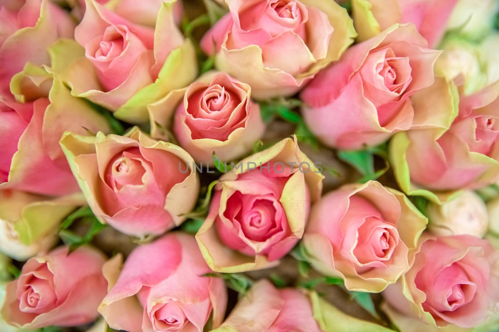 bouquet of colorful fresh roses in flower shop.