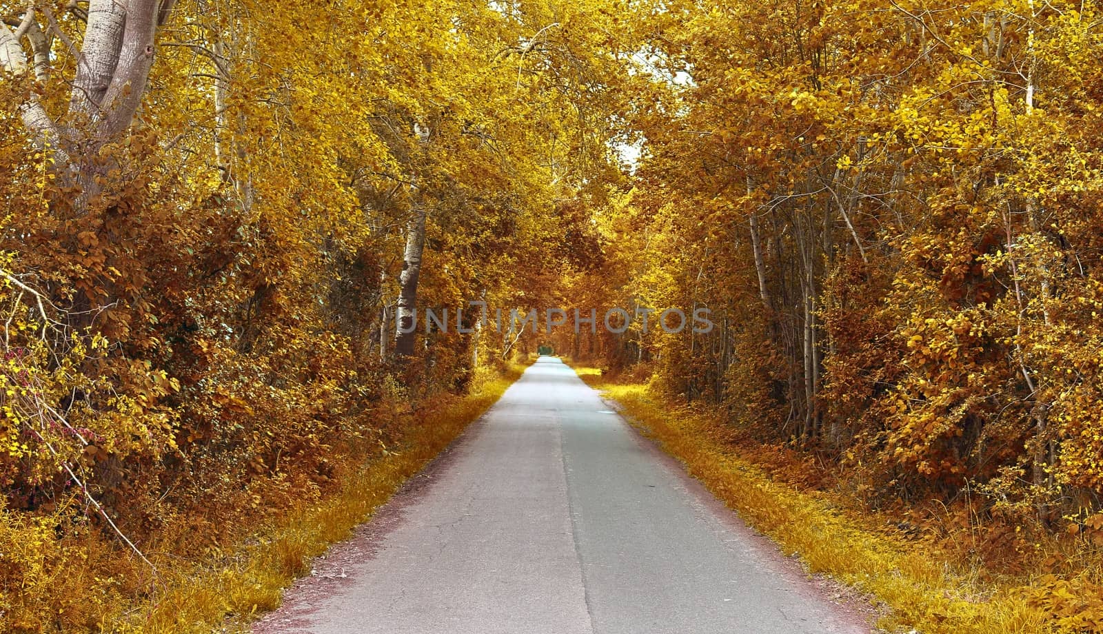 Beautiful panorama view on a golden autumn landscape in the middle of october