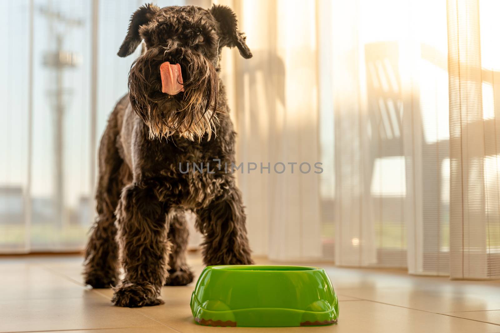 small black dog licks muzzle after a delicious meal. schnauzer.