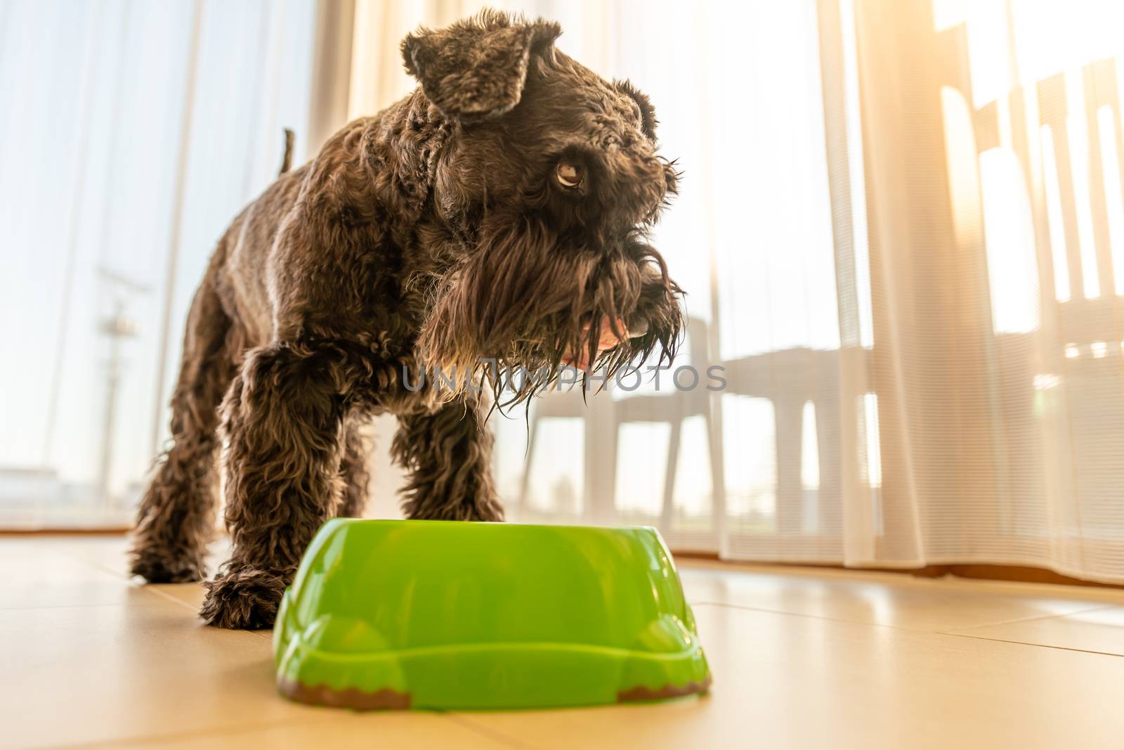 feeding a small black dog at home by Edophoto