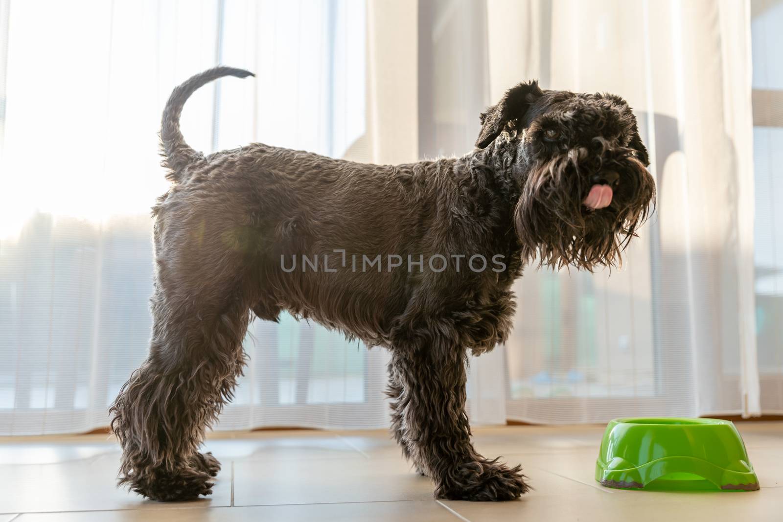 the dog licks his snout next to the bowl with food by Edophoto