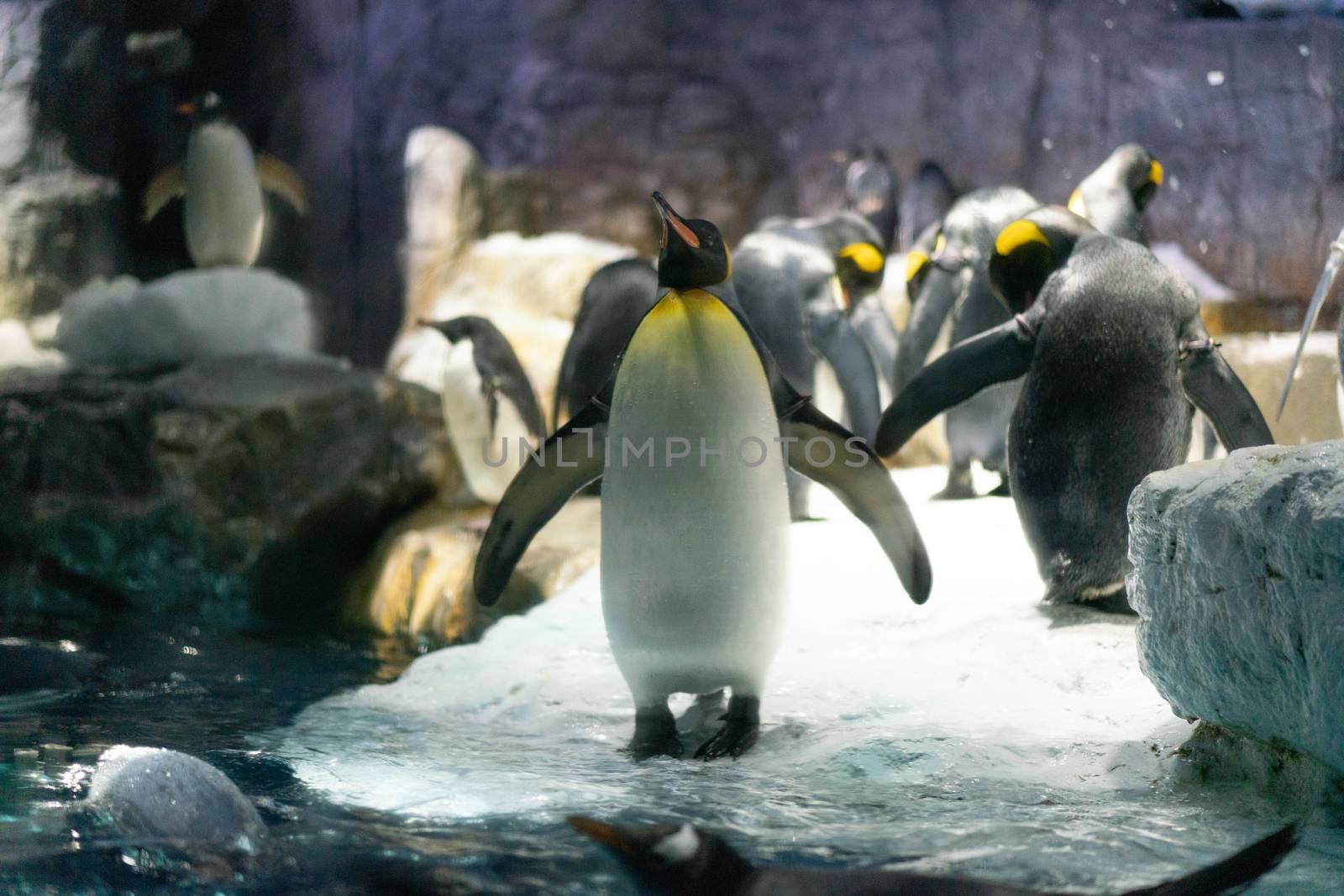 Folk of Gentoo penguins and King penguins at Osaka Aquarium Kaiy by Songpracone