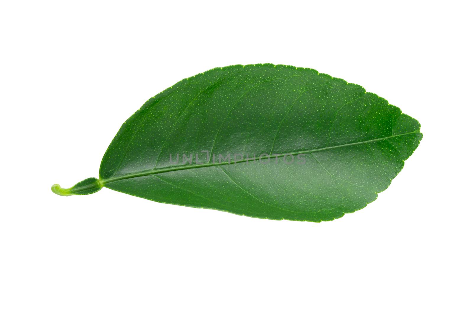 Citrus leaves isolated on a white background.