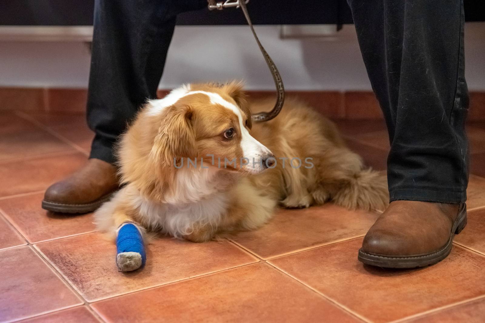 dog in waiting room at veterinary clinic by Edophoto