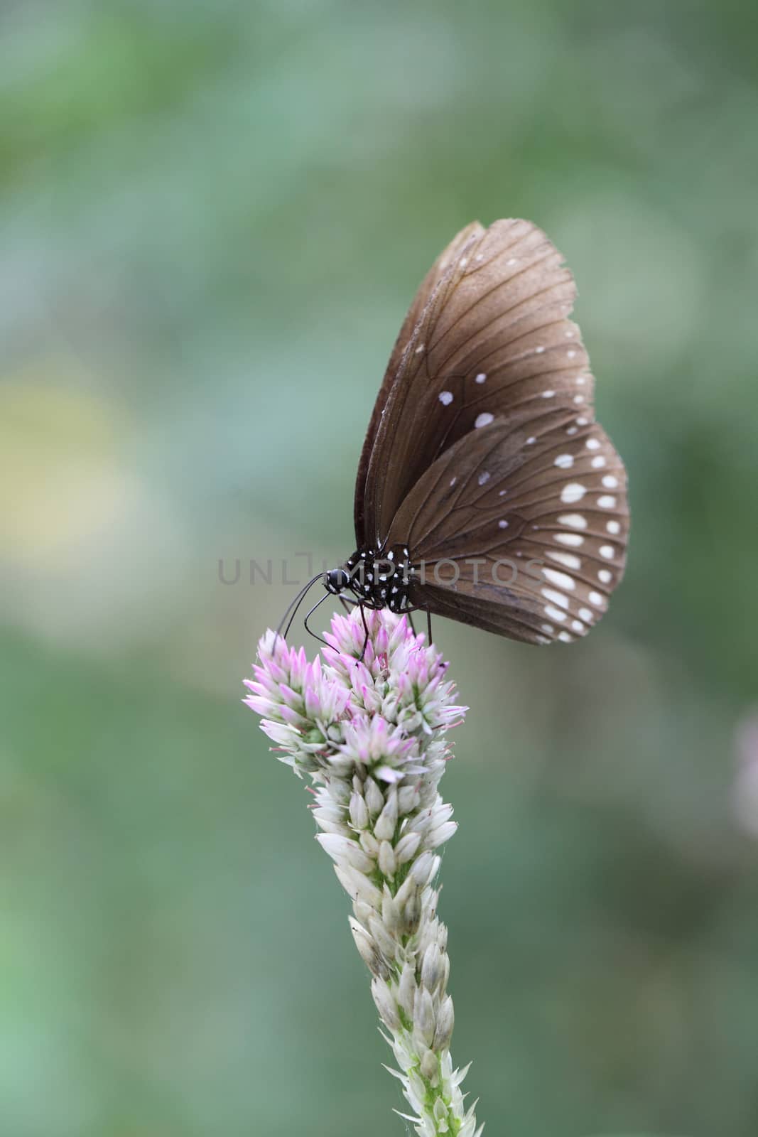 Butterfly by piyato