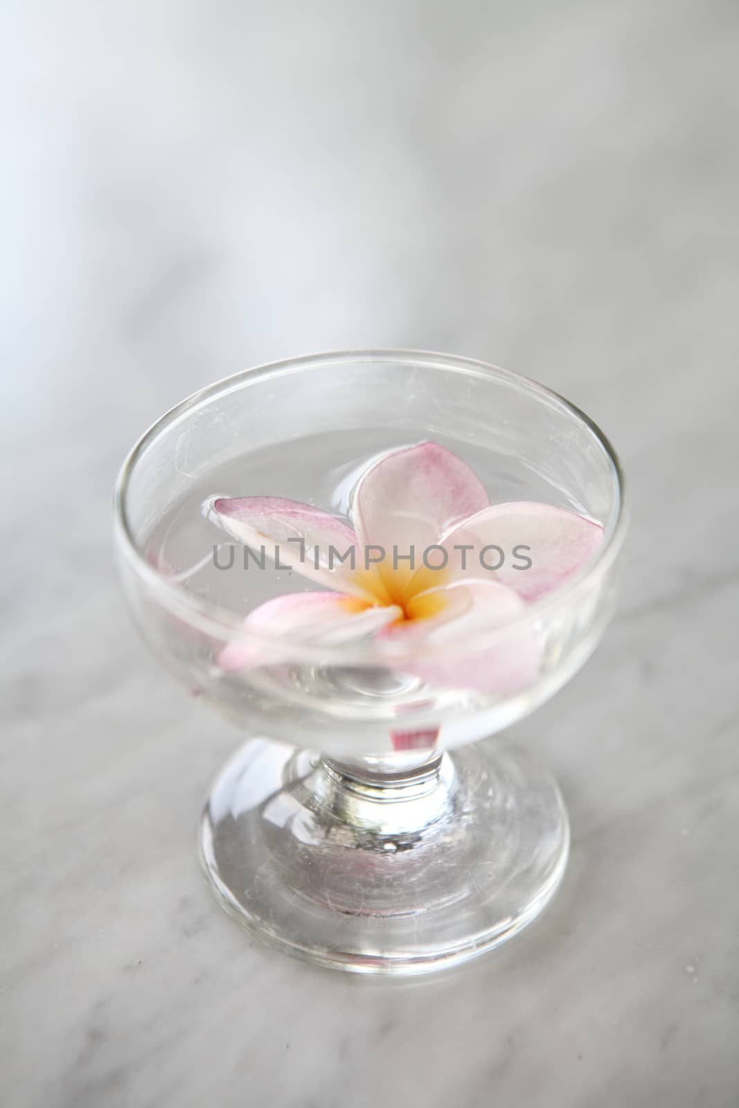 Spring pink flower on water by piyato