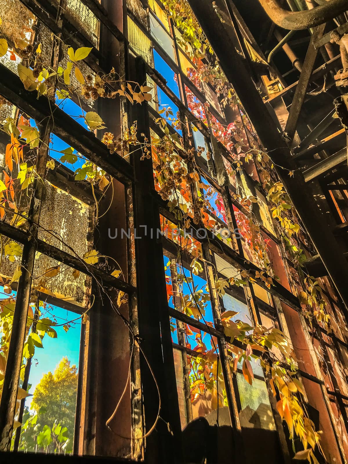 Old window overgrown with leaves and vines in abandoned factory