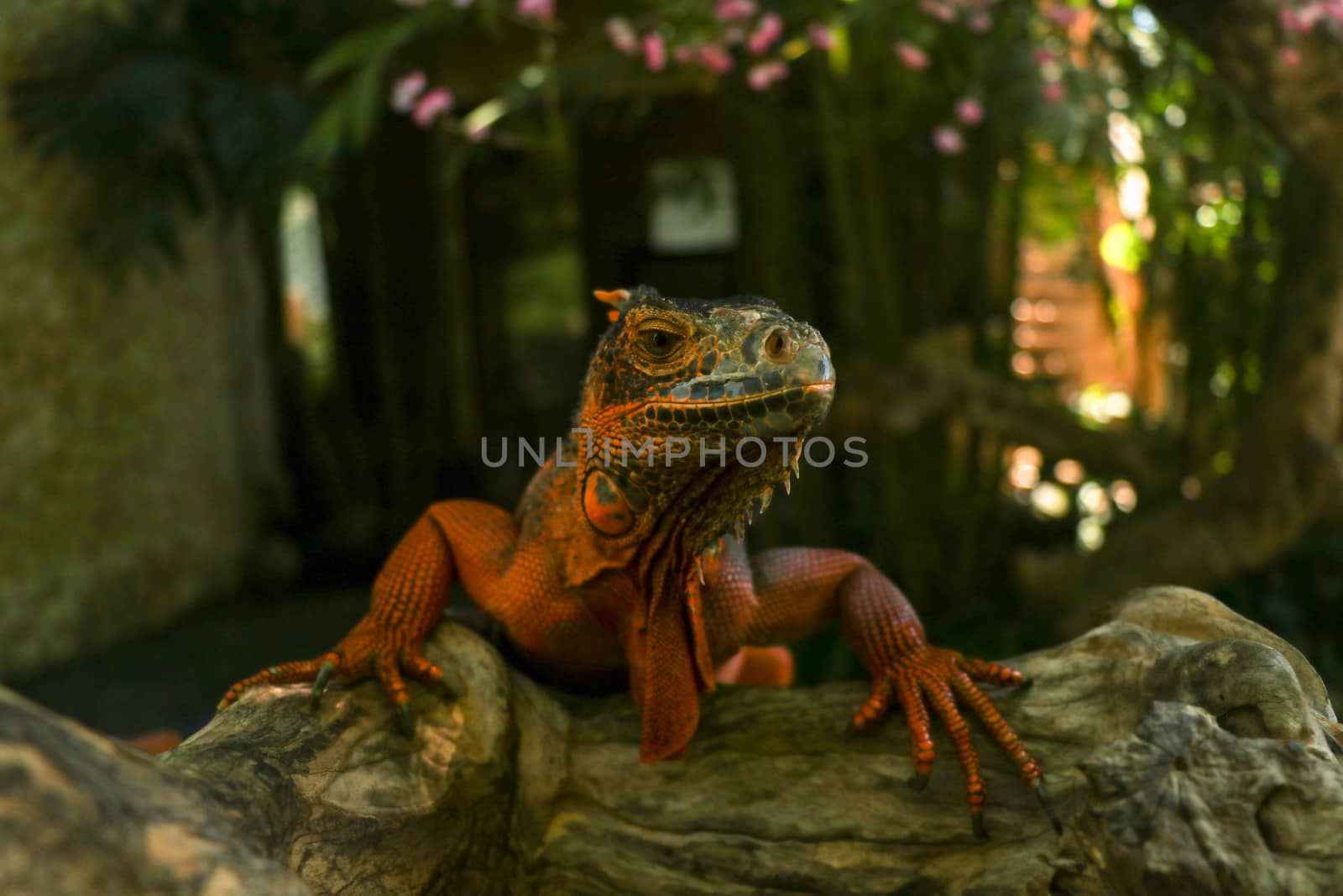 Front view of Red Iguana's head. Red Iguana climbing up a tree. Macro photo of large Iguana iguana. Red iguana Isolated on natural background. Large adult lizard. Beautiful Red Iguana, animal closeup. A subspecies of the Red Morph. Shy animal red iguana.