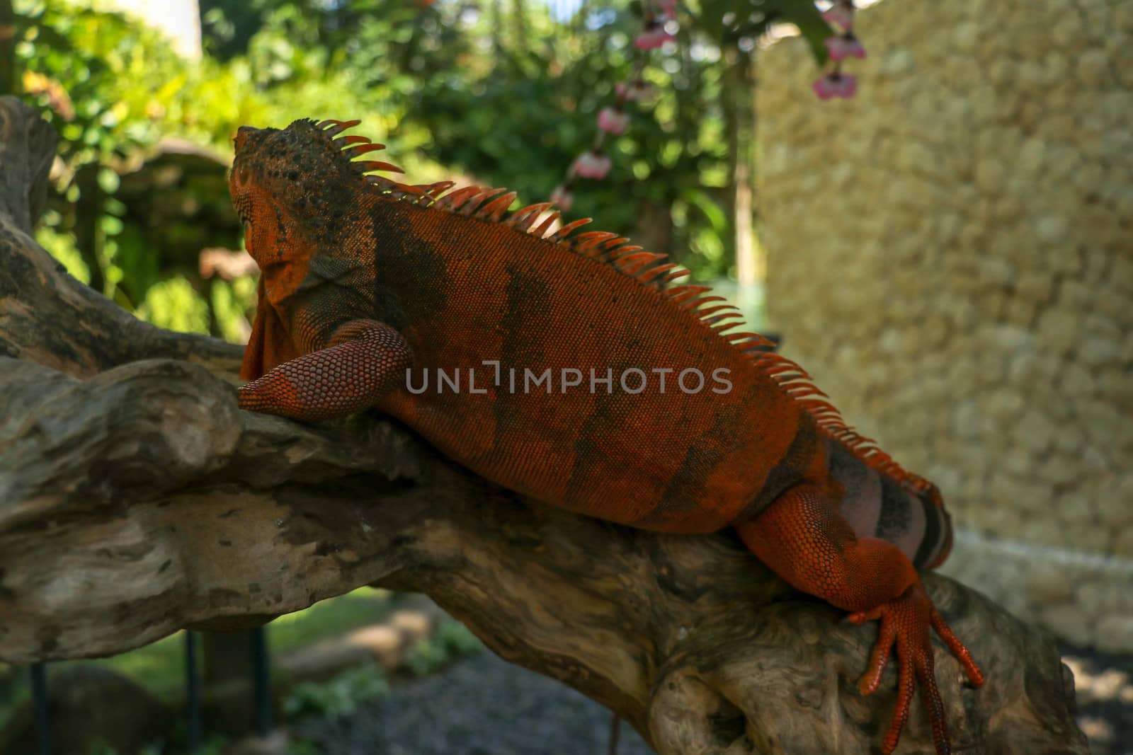 Full body side view of Red Iguana. Red Iguana climbing on branch. Macro photo of large Iguana iguana. Lizard Isolated on natural background. Large adult animal. Beautiful Red Iguana, animal closeup.