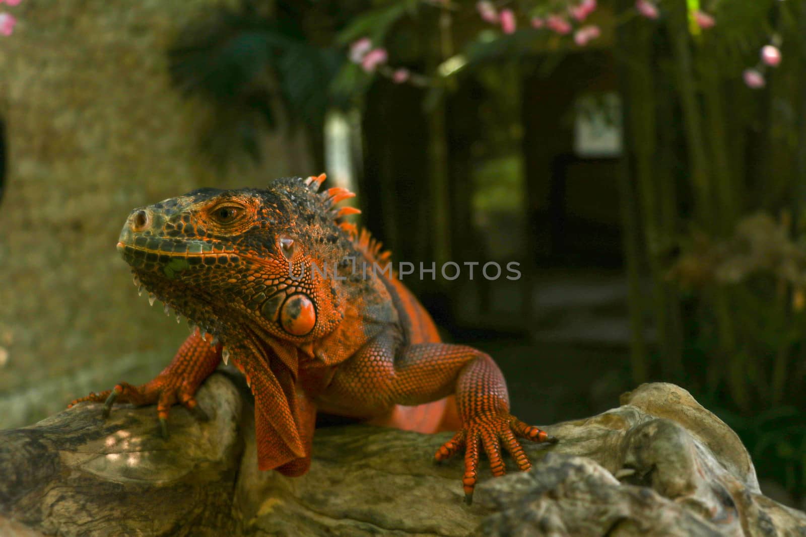 Side view of Red Iguana's head. Red Iguana climbing up tree. Macro photo of large Iguana iguana. Portrait side view Red iguana Isolated on natural background. Large adult lizard. Beautiful Red Iguana