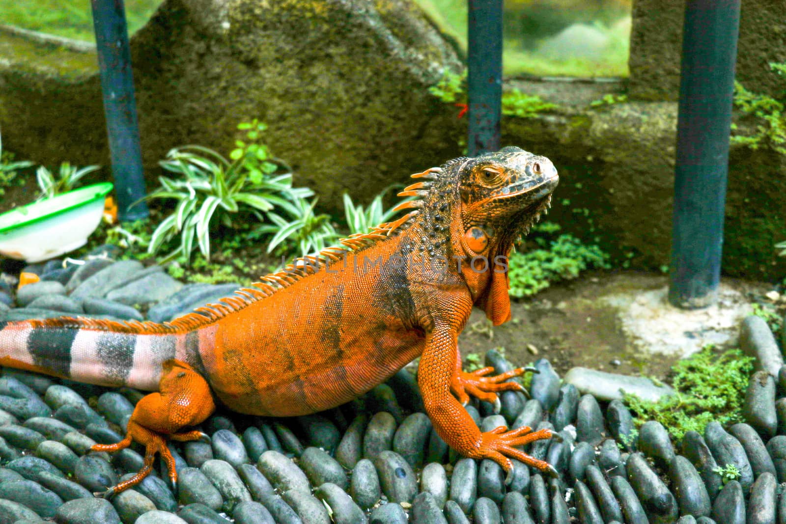 Red Iguana on black lava pebbles. Large adult lizard. Beautiful Red Iguana on stones, animal closeup. A subspecies of the Red Morph. Shy animal red iguana that is perched on stones.