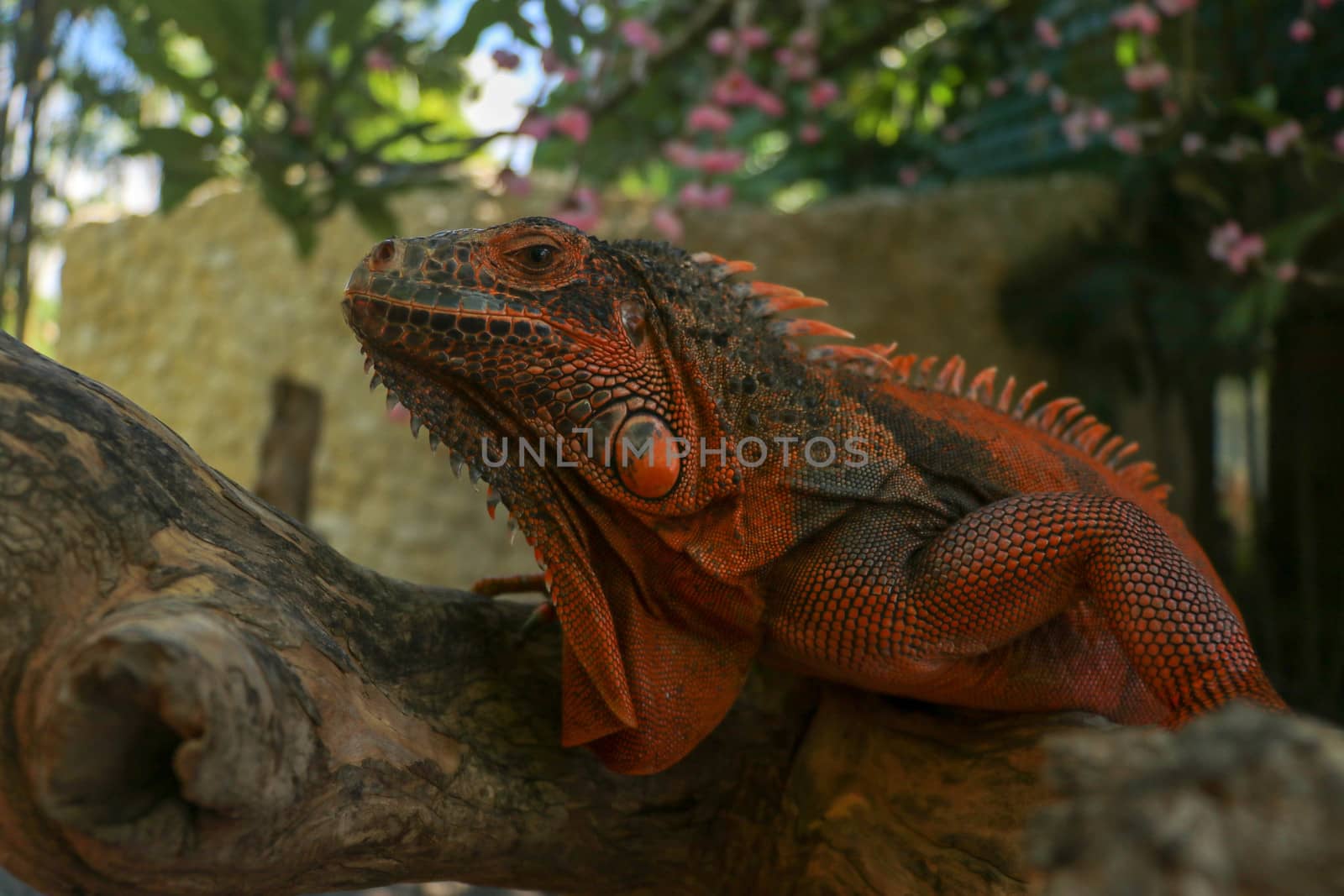 Side view of Red Iguana's head. Red Iguana climbing up tree. Macro photo of large Iguana iguana. Portrait side view Red iguana Isolated on natural background. Large adult lizard. Beautiful Red Iguana