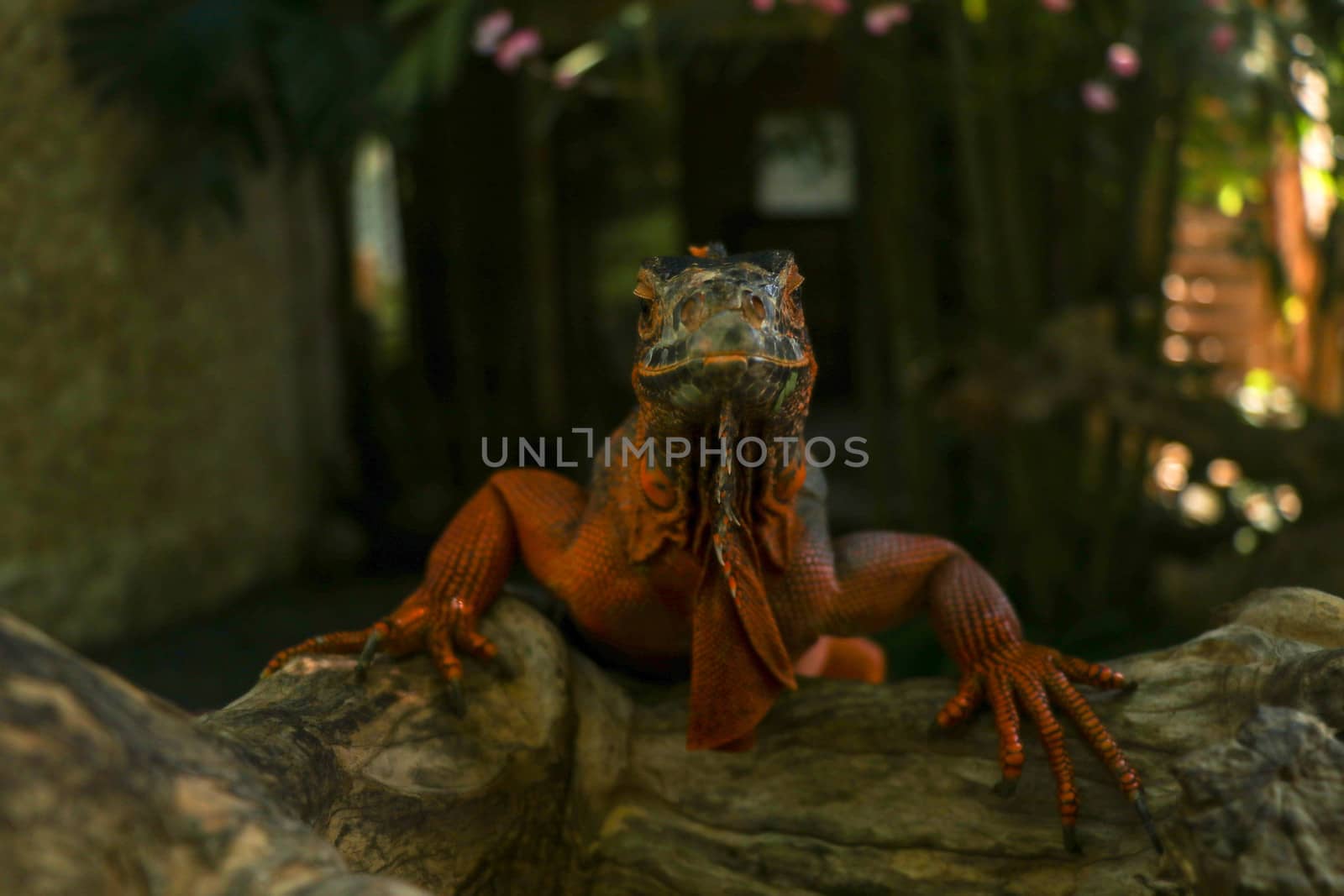 Front view of Red Iguana's head. Red Iguana climbing up a tree. Macro photo of large Iguana iguana. Red iguana Isolated on natural background. Large adult lizard. Beautiful Red Iguana, animal closeup. A subspecies of the Red Morph. Shy animal red iguana.