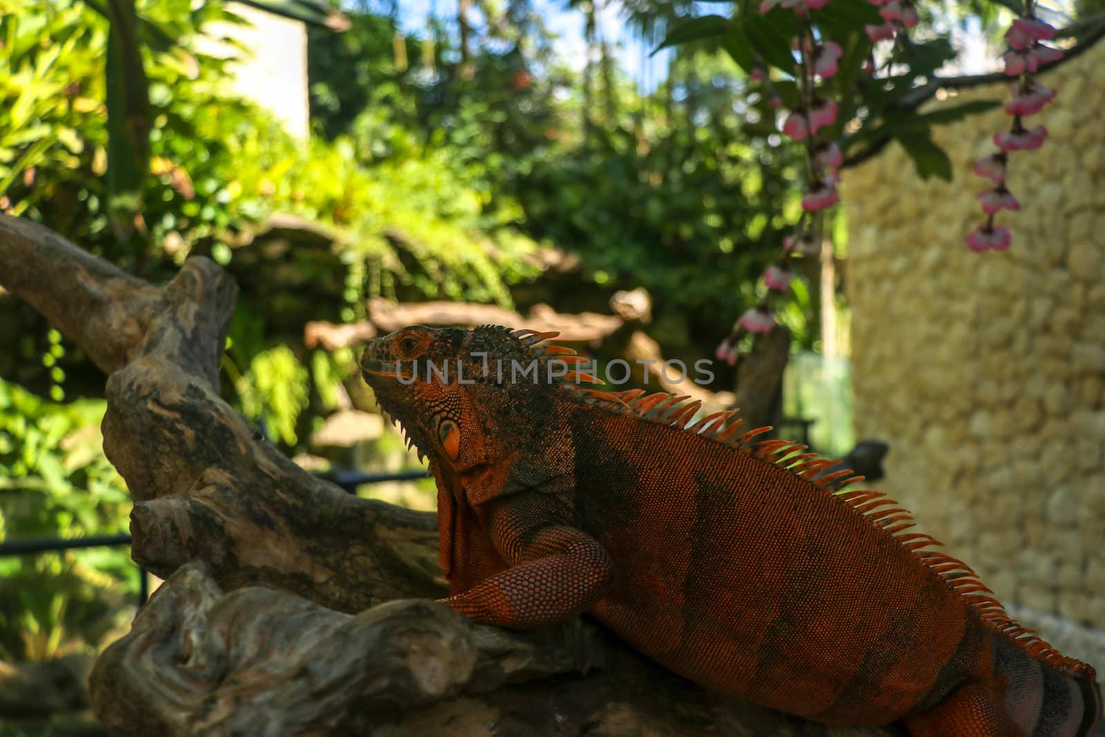 Side view of Red Iguana's head. Red Iguana climbing up tree. Macro photo of large Iguana iguana. Portrait side view Red iguana Isolated on natural background. Large adult lizard. Beautiful Red Iguana