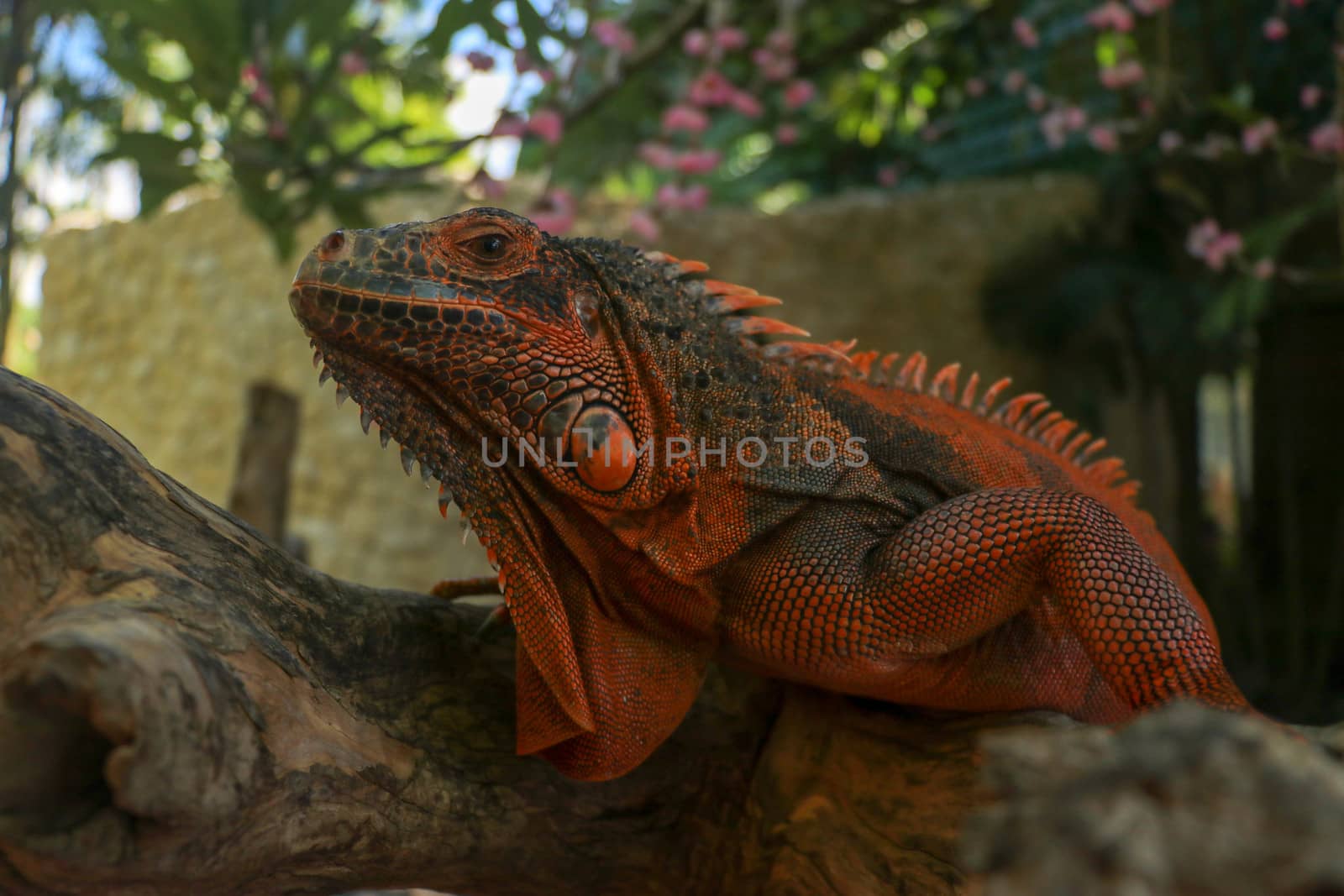 Side view of Red Iguana's head. Red Iguana climbing up tree. Macro photo of large Iguana iguana. Portrait side view Red iguana Isolated on natural background. Large adult lizard. Beautiful Red Iguana