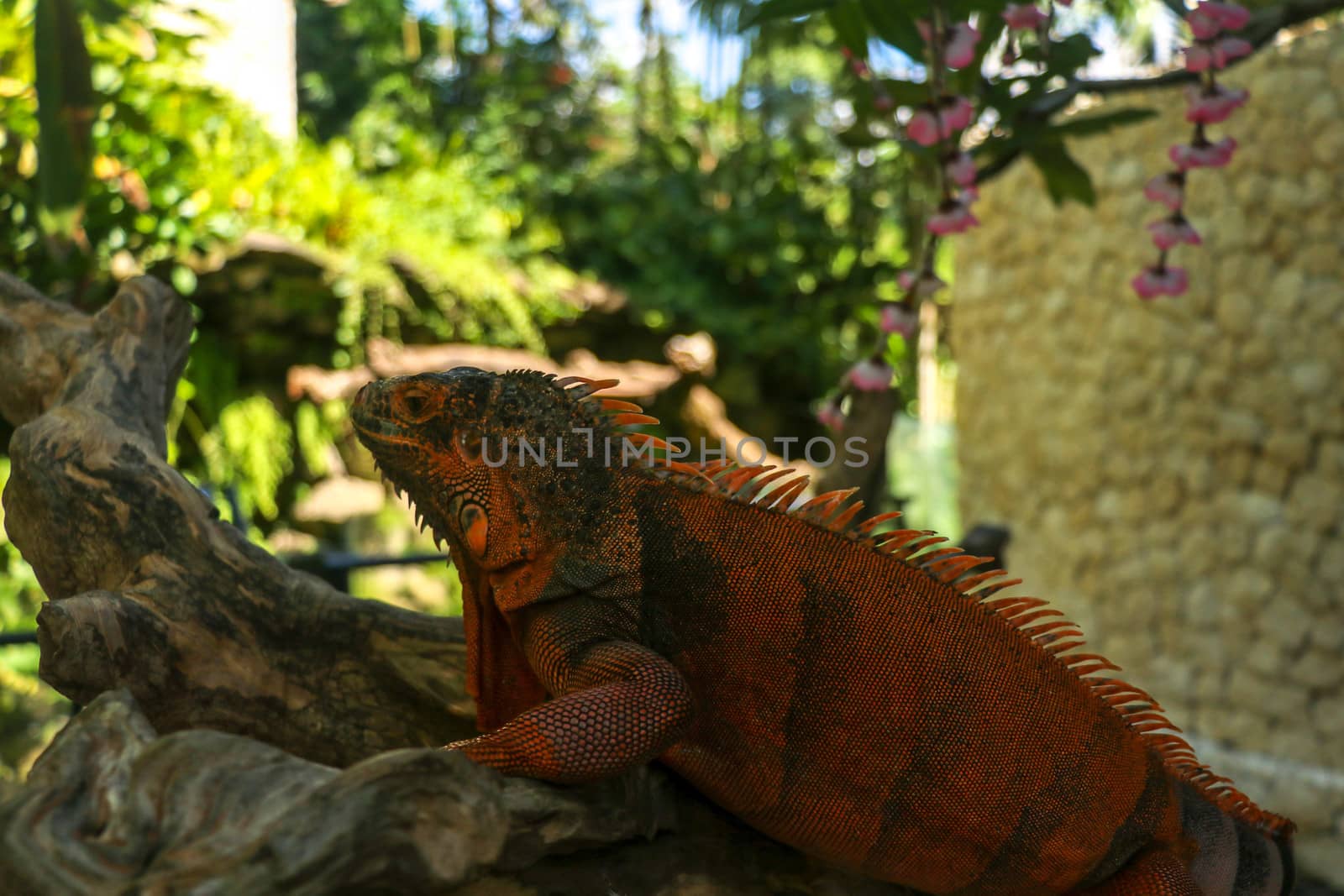 Side view of Red Iguana's head. Red Iguana climbing up tree. Macro photo of large Iguana iguana. Portrait side view Red iguana Isolated on natural background. Large adult lizard. Beautiful Red Iguana