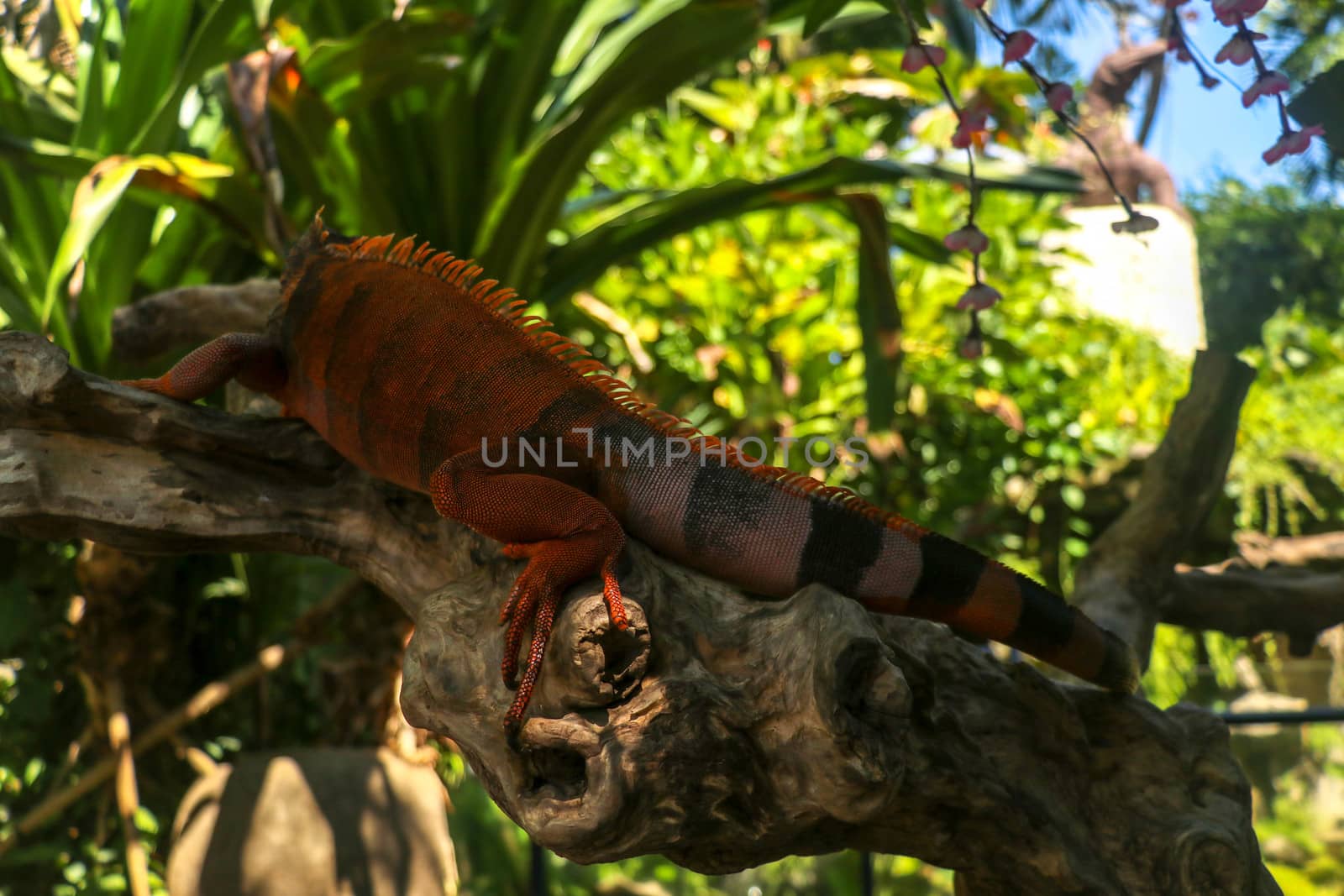 Full body side view of Red Iguana. Red Iguana climbing on branch. Macro photo of large Iguana iguana. Lizard Isolated on natural background. Large adult animal. Beautiful Red Iguana, animal closeup.