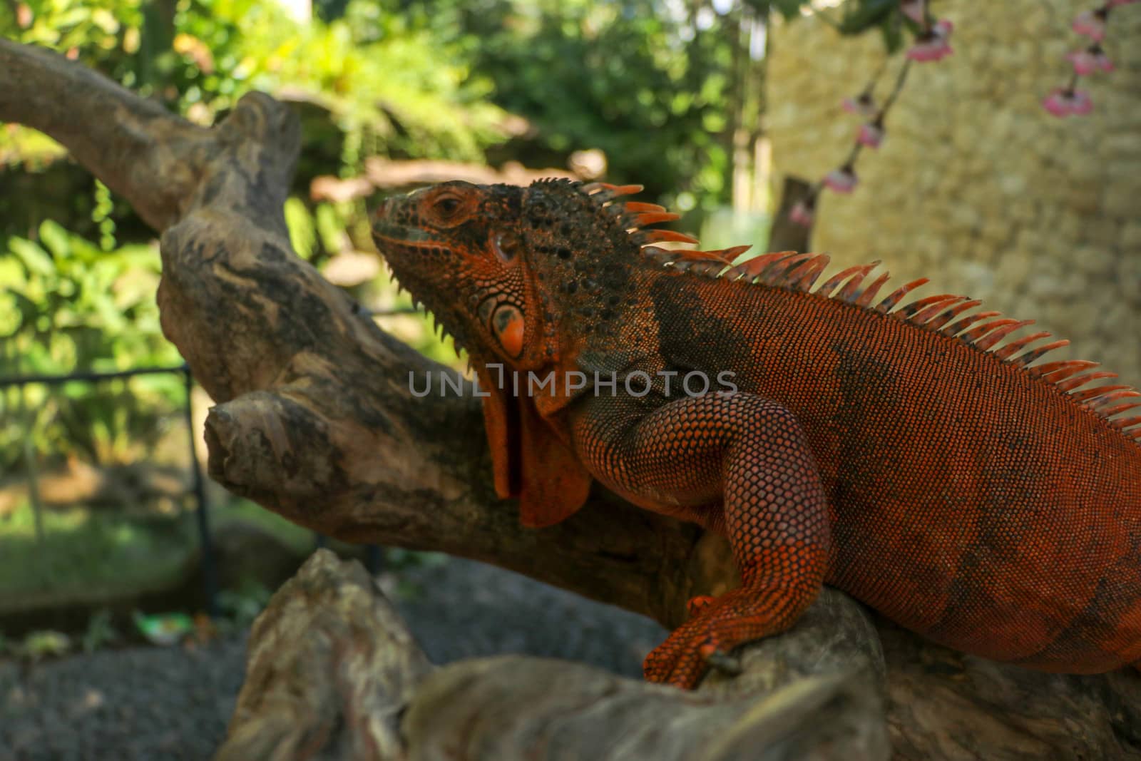 Side view of Red Iguana's head. Red Iguana climbing up tree. Macro photo of large Iguana iguana. Portrait side view Red iguana Isolated on natural background. Large adult lizard. Beautiful Red Iguana