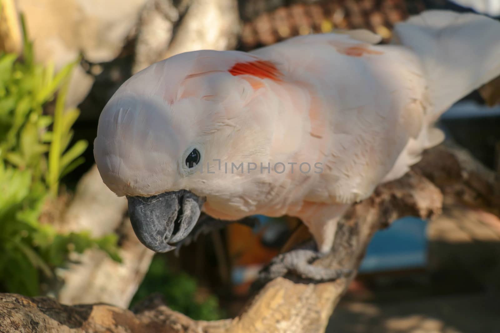 Beautiful Salmon-Crested Cockatoo sitting on dry branch at Bali bird park zoo. Moluccan Cockatoo, Cacatua Moluccensis, Adult Shouting. One of the most famous parrots of the world. Tropical background.