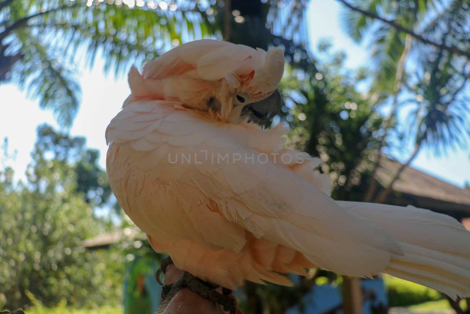 Close up portrait Salmon-Crested Cockatoo at Bali Bird Park ZOO. Moluccan Cockatoo parrot portrait. Macro portrait of a beautiful parrot Cacatua Moluccensis. Exotic travel concept background on branch