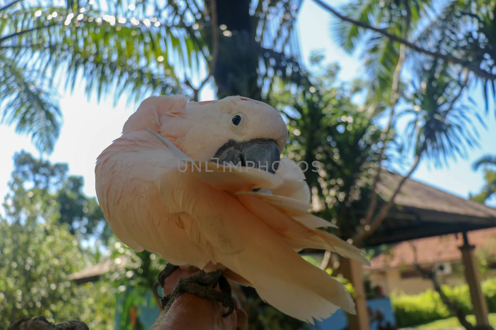 Close up portrait Salmon-Crested Cockatoo at Bali Bird Park ZOO. Moluccan Cockatoo parrot portrait. Macro portrait of a beautiful parrot Cacatua Moluccensis. Exotic travel concept background on branch