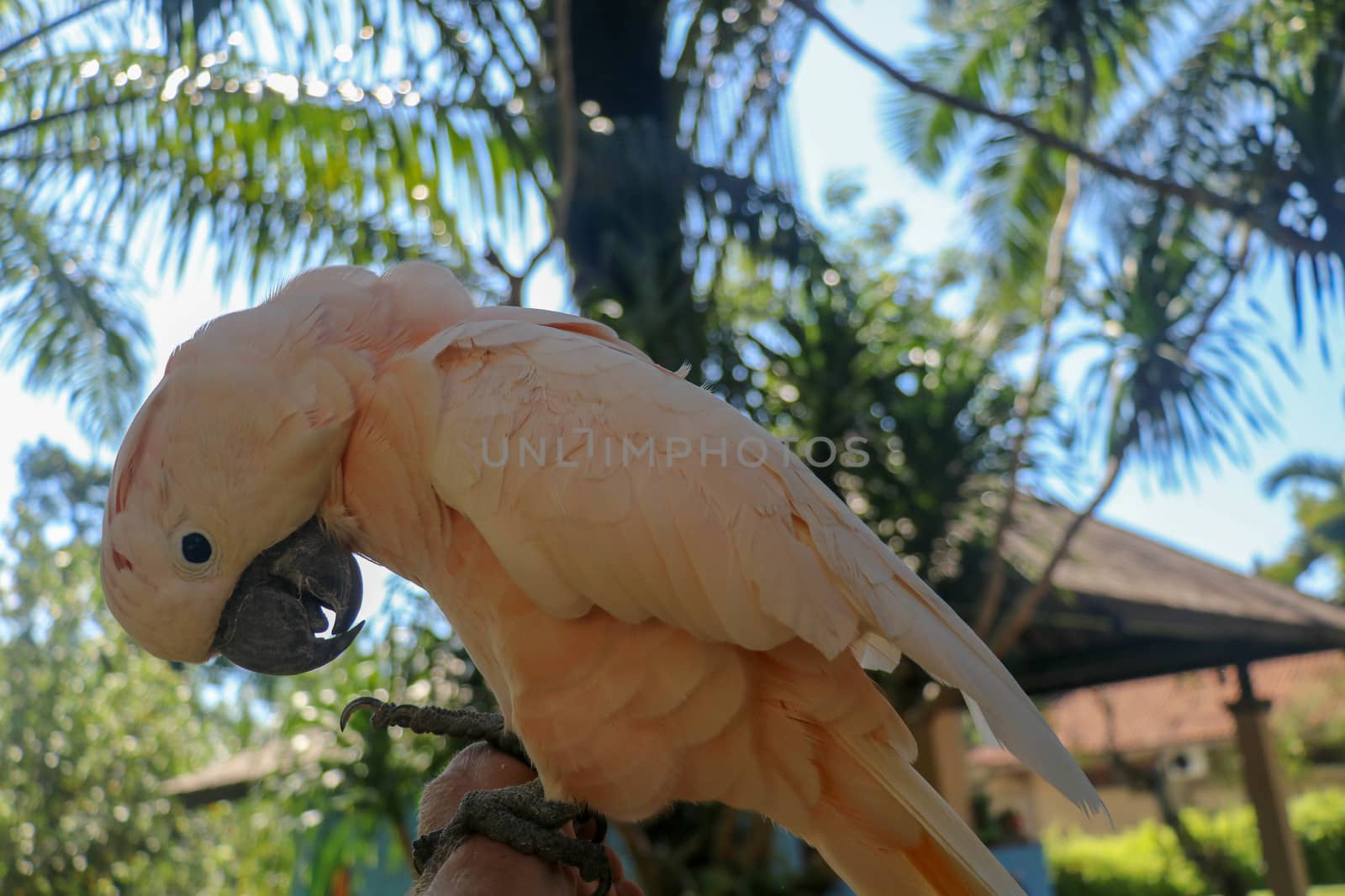 Close up portrait Salmon-Crested Cockatoo at Bali Bird Park ZOO. Moluccan Cockatoo parrot portrait. Macro portrait of a beautiful parrot Cacatua Moluccensis. Exotic travel concept background on branch