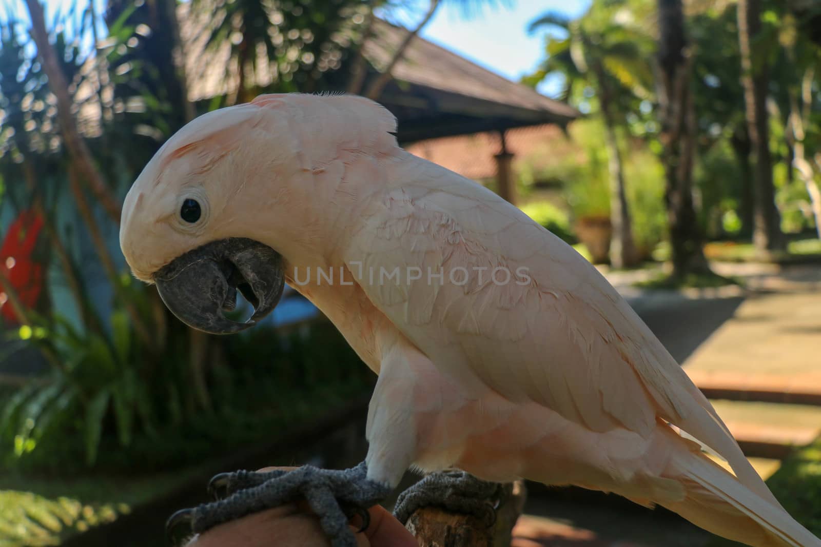 Close up portrait Salmon-Crested Cockatoo at Bali Bird Park ZOO. Moluccan Cockatoo parrot portrait. Macro portrait of a beautiful parrot Cacatua Moluccensis. Exotic travel concept background on branch