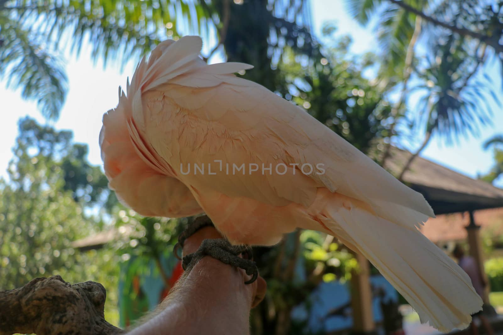 Close up portrait Salmon-Crested Cockatoo at Bali Bird Park ZOO. Moluccan Cockatoo parrot portrait. Macro portrait of a beautiful parrot Cacatua Moluccensis. Exotic travel concept background on branch