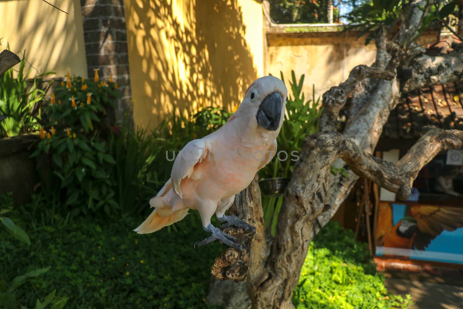 Beautiful Salmon-Crested Cockatoo sitting on dry branch at Bali bird park zoo. Moluccan Cockatoo, Cacatua Moluccensis, Adult Shouting. One of the most famous parrots of the world. Tropical background.