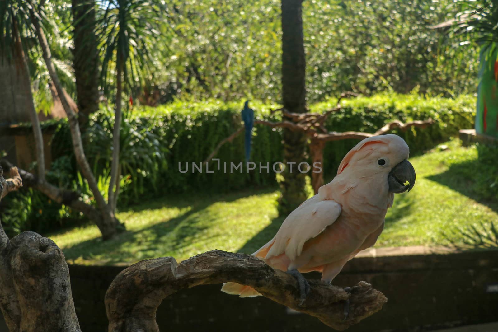 Beautiful Salmon-Crested Cockatoo sitting on dry branch at Bali bird park zoo. Moluccan Cockatoo, Cacatua Moluccensis, Adult Shouting. One of the most famous parrots of the world. Tropical background.