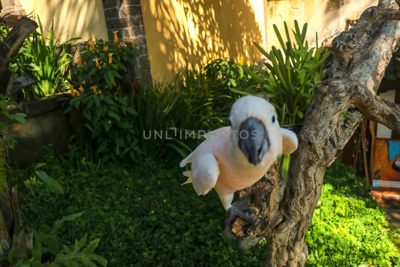 Close up portrait Salmon-Crested Cockatoo at Bali Bird Park ZOO. Moluccan Cockatoo parrot portrait. Macro portrait of a beautiful parrot Cacatua Moluccensis. Exotic travel concept background on branch