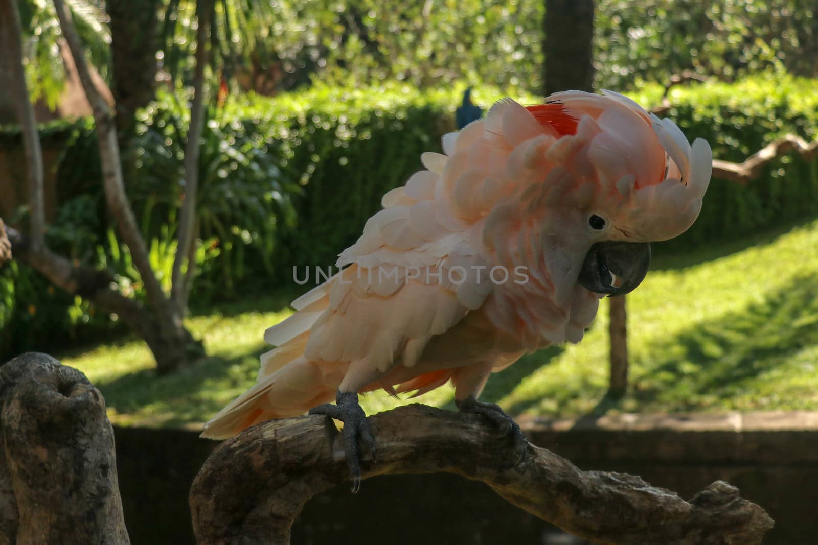 Beautiful Salmon-Crested Cockatoo sitting on dry branch at Bali bird park zoo. Moluccan Cockatoo, Cacatua Moluccensis, Adult Shouting. One of the most famous parrots of the world. Tropical background.
