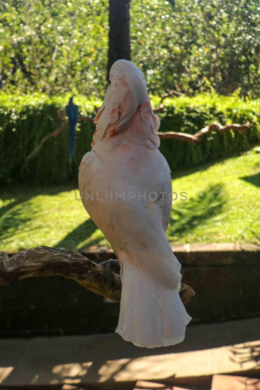 Beautiful Salmon-Crested Cockatoo sitting on dry branch at Bali bird park zoo. Moluccan Cockatoo, Cacatua Moluccensis, Adult Shouting. One of the most famous parrots of the world. Tropical background.