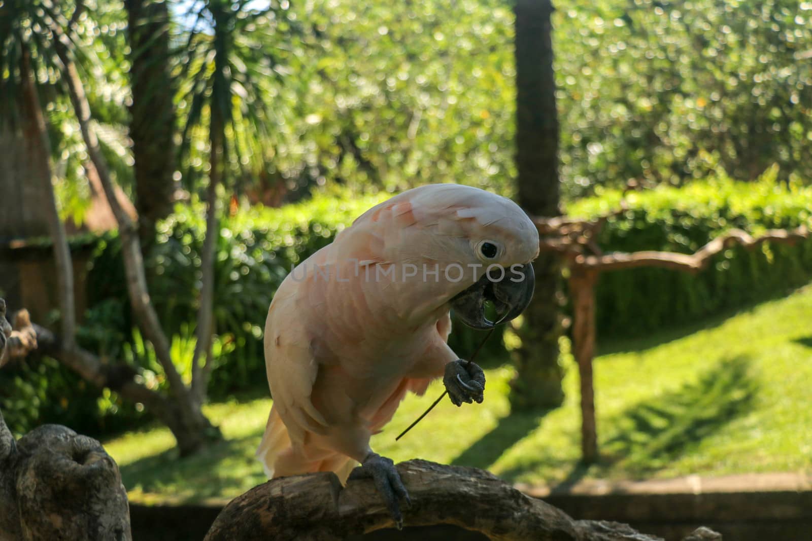 Beautiful Moluccan Cockatoo parrot sitting on dry branch at Bali bird park zoo. Salmon-Crested Cockatoo with green flower in its beak. One of the most famous parrots of the world. Tropical background.