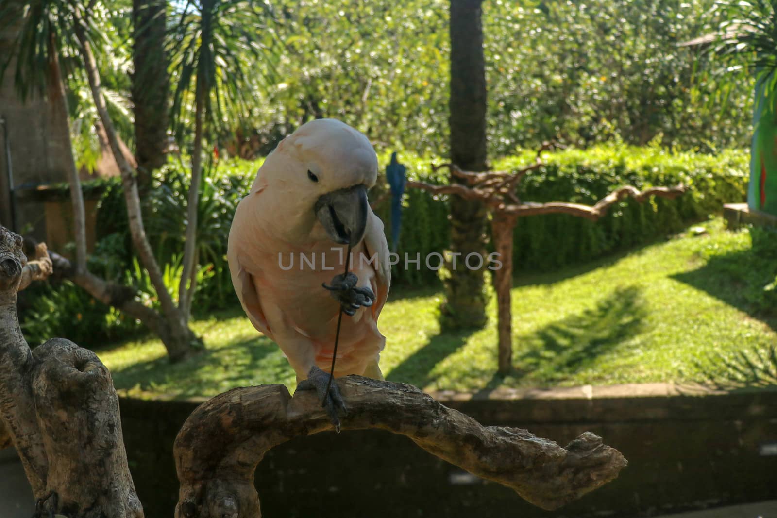 Beautiful Moluccan Cockatoo parrot sitting on dry branch at Bali bird park zoo. Salmon-Crested Cockatoo with green flower in its beak. One of the most famous parrots of the world. Tropical background.