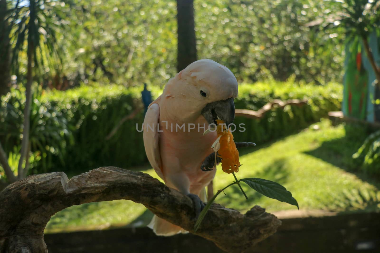 Beautiful Moluccan Cockatoo parrot sitting on dry branch at Bali bird park zoo. Salmon-Crested Cockatoo with green flower in its beak. One of the most famous parrots of the world. Tropical background.