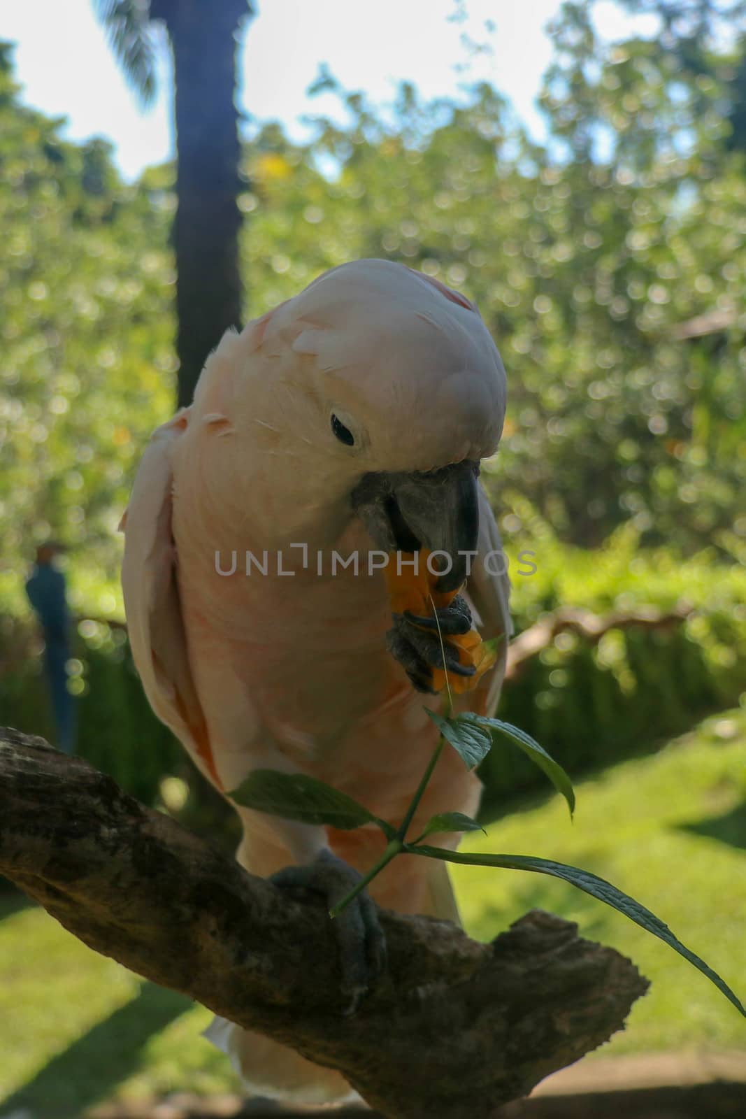 Beautiful Moluccan Cockatoo parrot sitting on dry branch at Bali bird park zoo. Salmon-Crested Cockatoo with green flower in its beak. One of the most famous parrots of the world. Tropical background.
