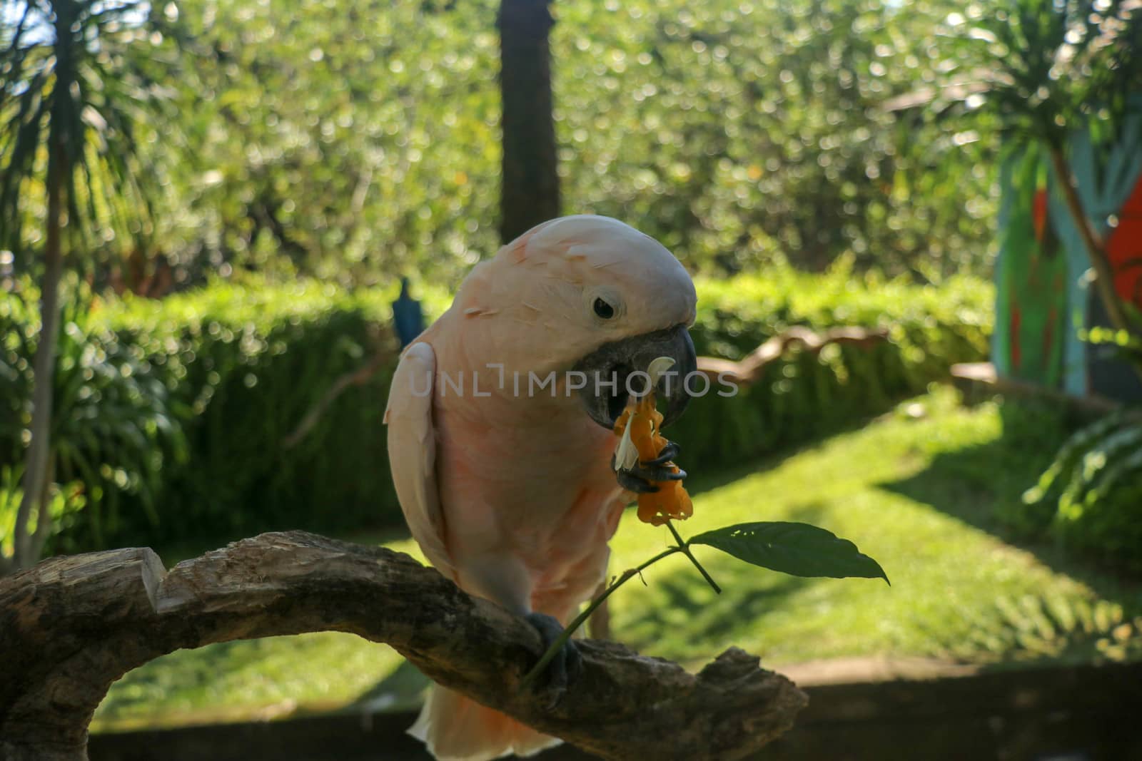 Beautiful Moluccan Cockatoo parrot sitting on dry branch at Bali bird park zoo. Salmon-Crested Cockatoo with green flower in its beak. One of the most famous parrots of the world. Tropical background.