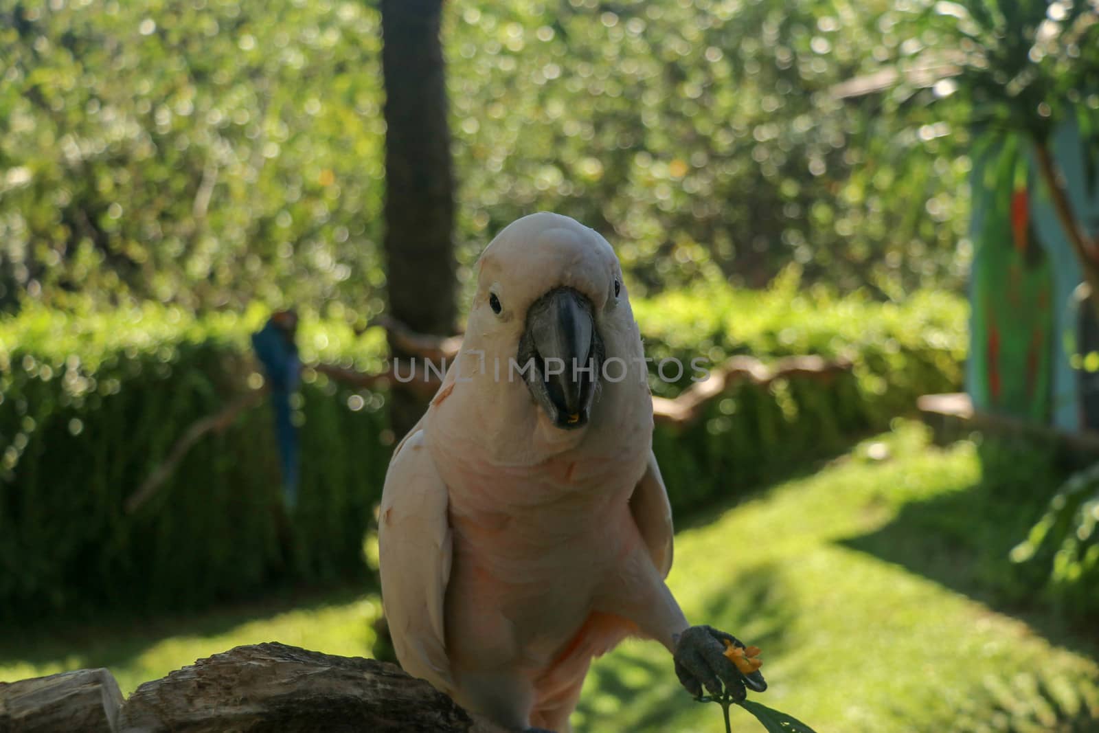 Beautiful Moluccan Cockatoo parrot sitting on dry branch at Bali bird park zoo. Salmon-Crested Cockatoo with green flower in its beak. One of the most famous parrots of the world. Tropical background.