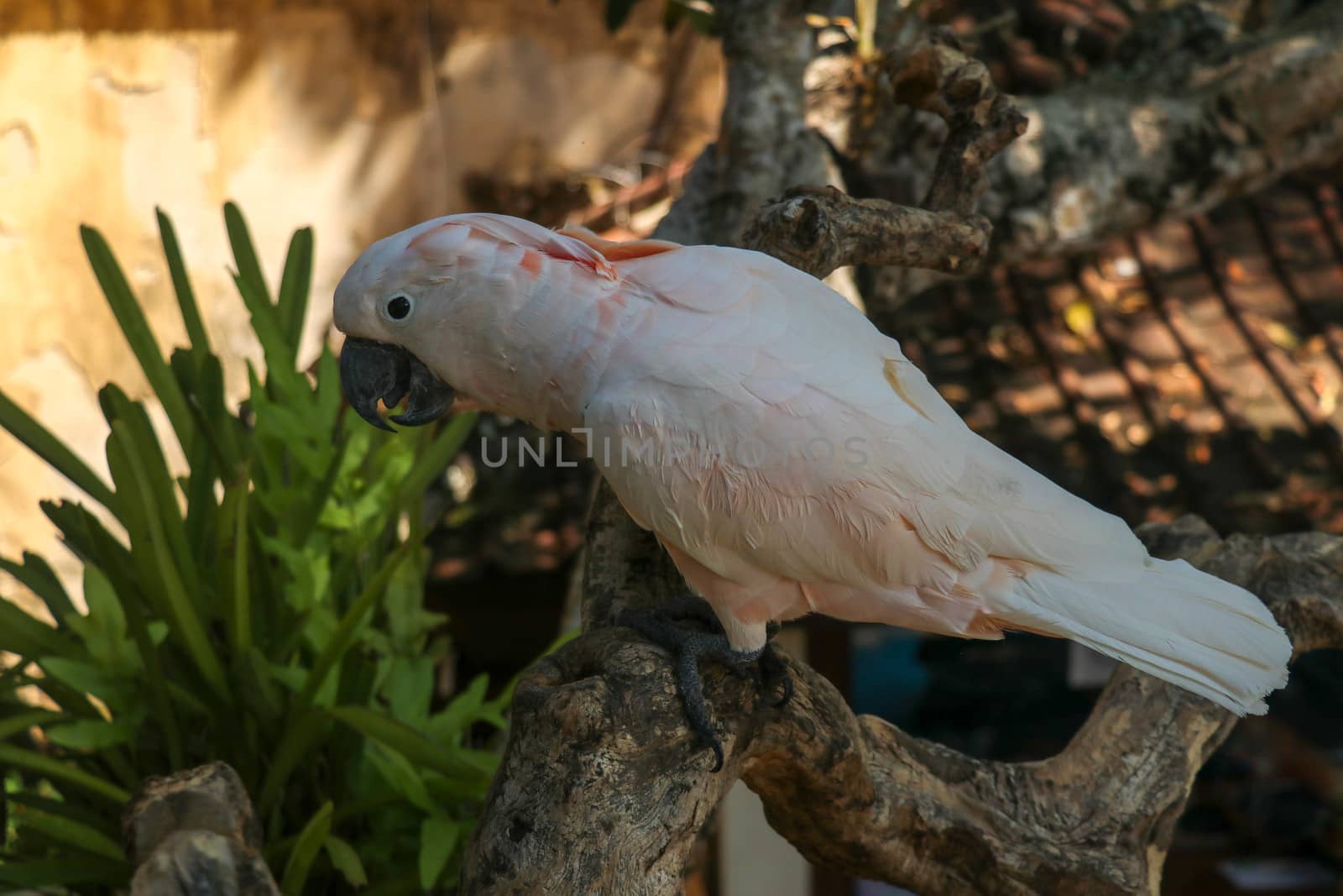 Close up portrait Salmon-Crested Cockatoo at Bali Bird Park ZOO. Moluccan Cockatoo parrot portrait. Macro portrait of a beautiful parrot Cacatua Moluccensis. Exotic travel concept background on branch
