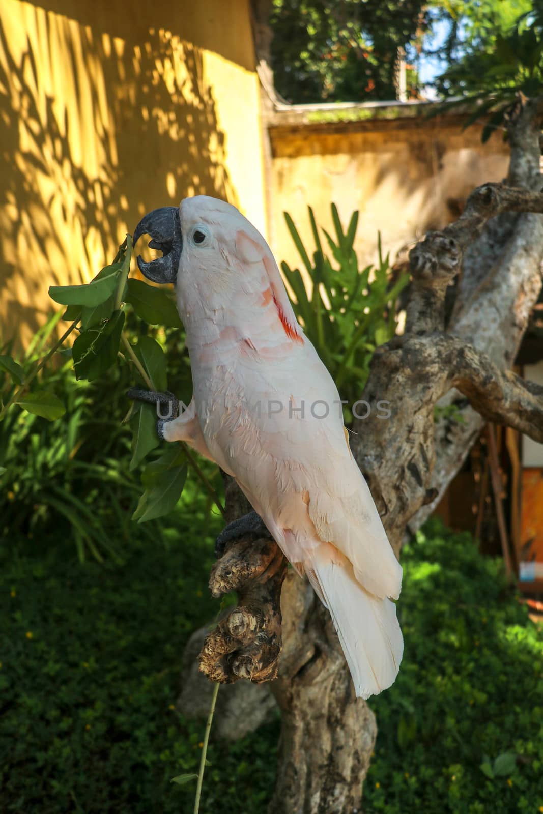 Beautiful Moluccan Cockatoo parrot sitting on dry branch at Bali bird park zoo. Salmon-Crested Cockatoo with green flower in its beak. One of the most famous parrots of the world. Tropical background.