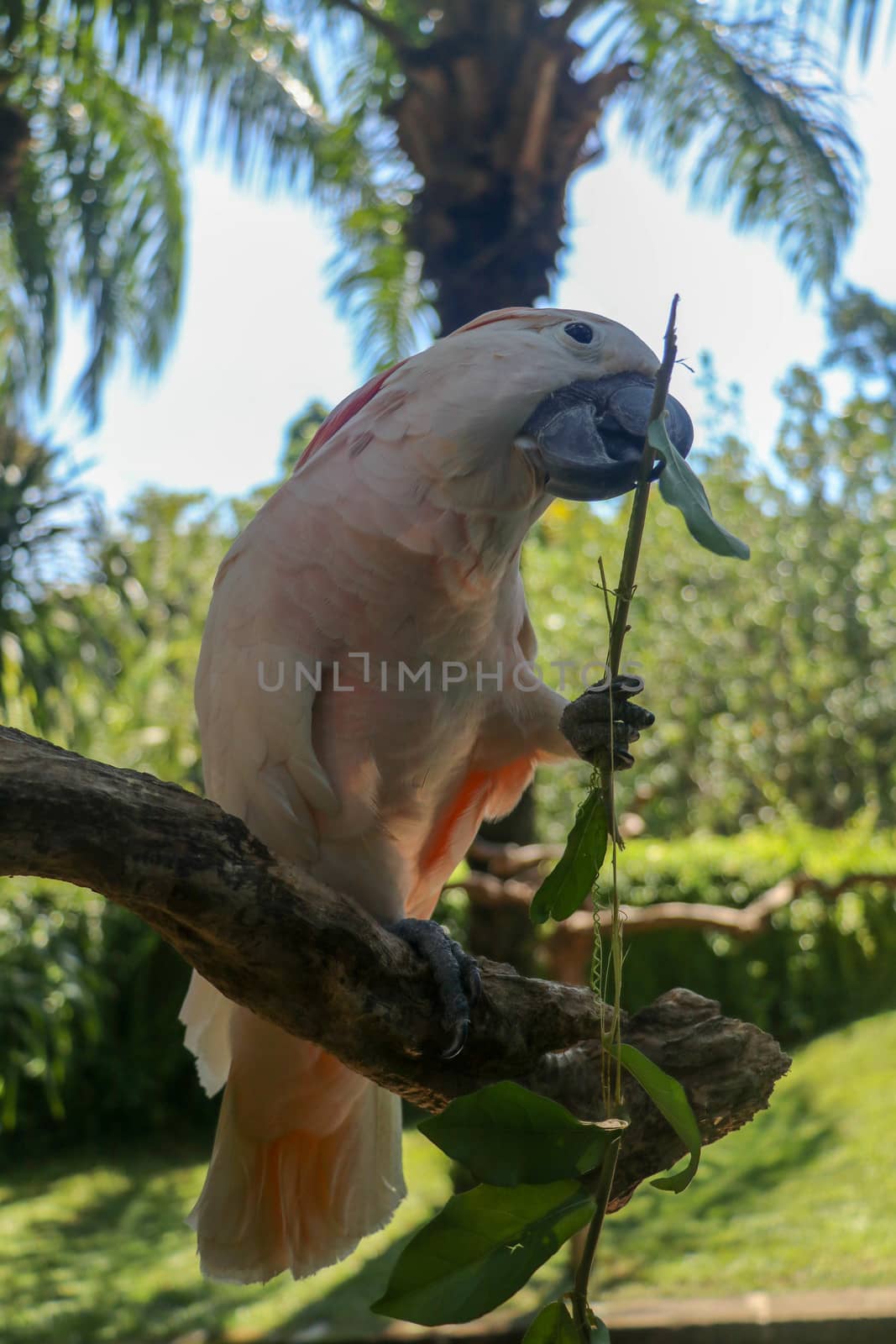 Beautiful Moluccan Cockatoo parrot sitting on dry branch at Bali bird park zoo. Salmon-Crested Cockatoo with green flower in its beak. One of the most famous parrots of the world. Tropical background.