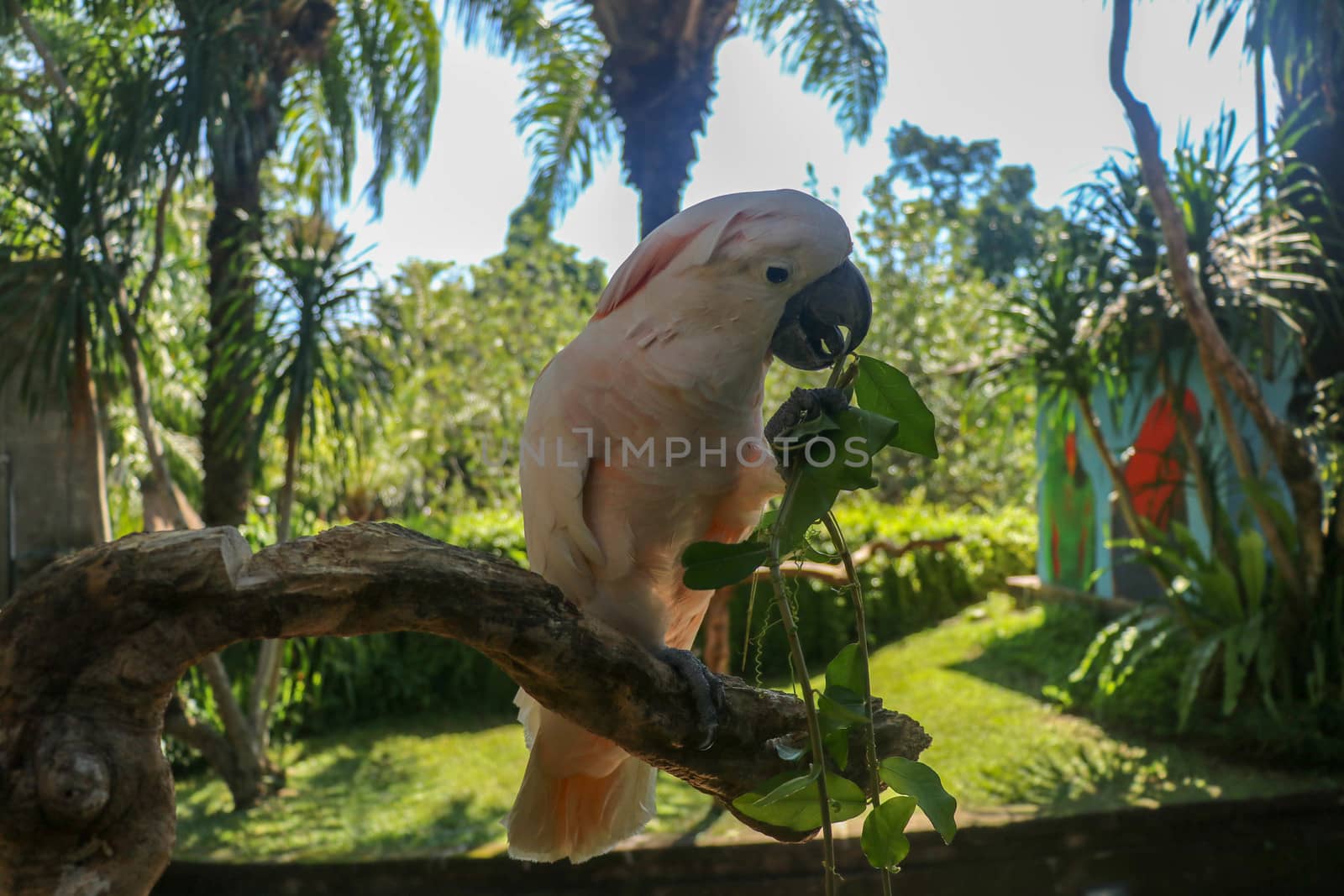 Beautiful Moluccan Cockatoo parrot sitting on dry branch at Bali bird park zoo. Salmon-Crested Cockatoo with green flower in its beak. One of the most famous parrots of the world. Tropical background.