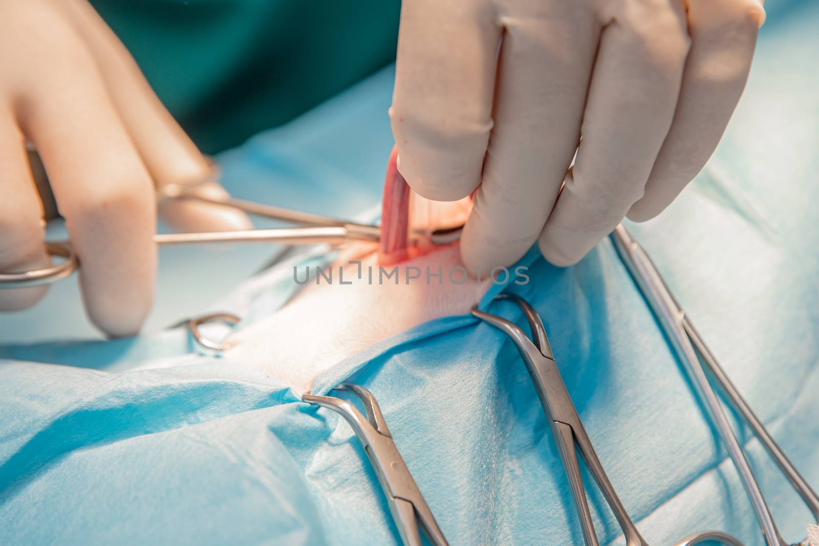 cat abdominal surgery at veterinary clinic.