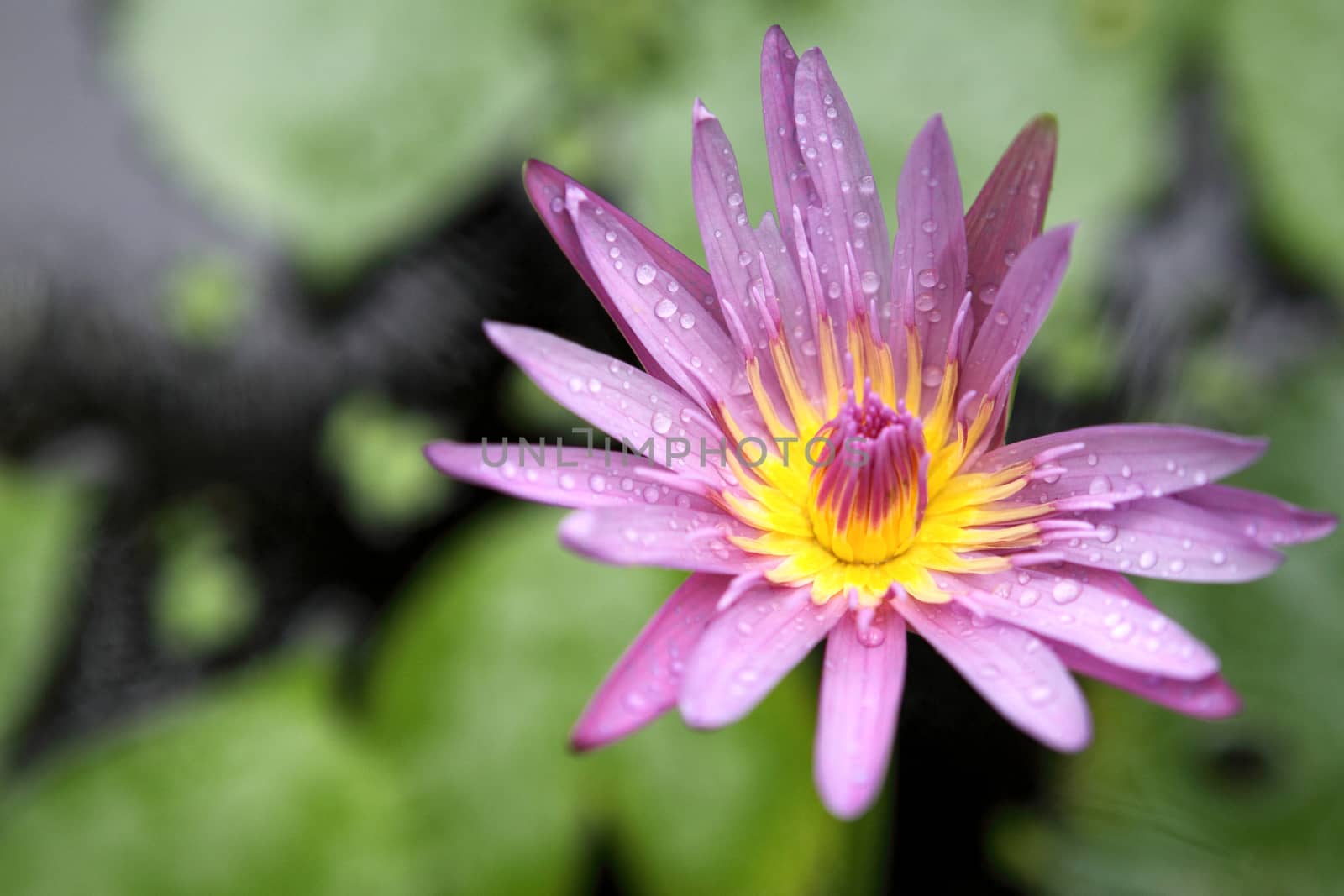 Beautiful lotus flower in nature background  by piyato