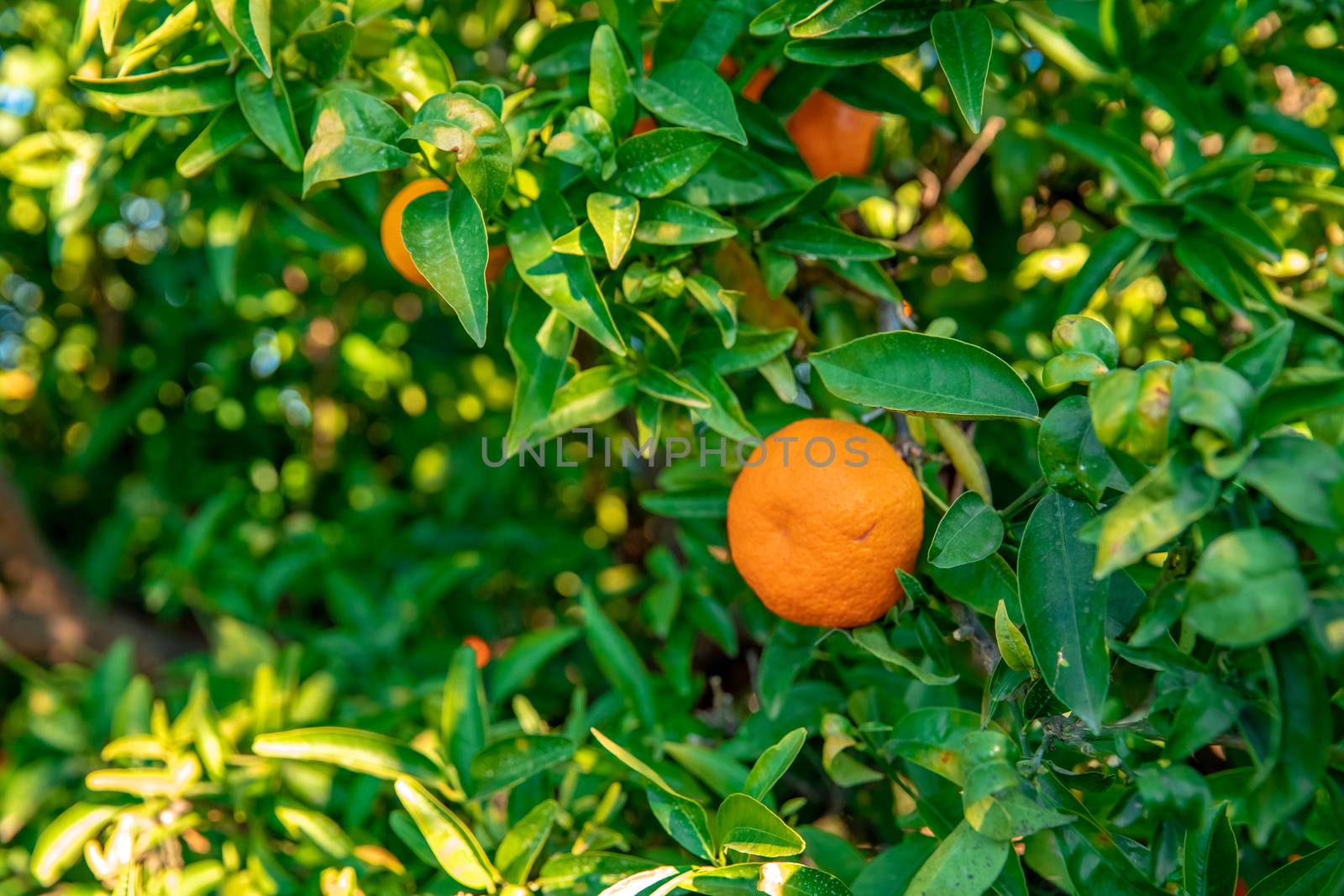 ripe tangerines on a tree before harvest.