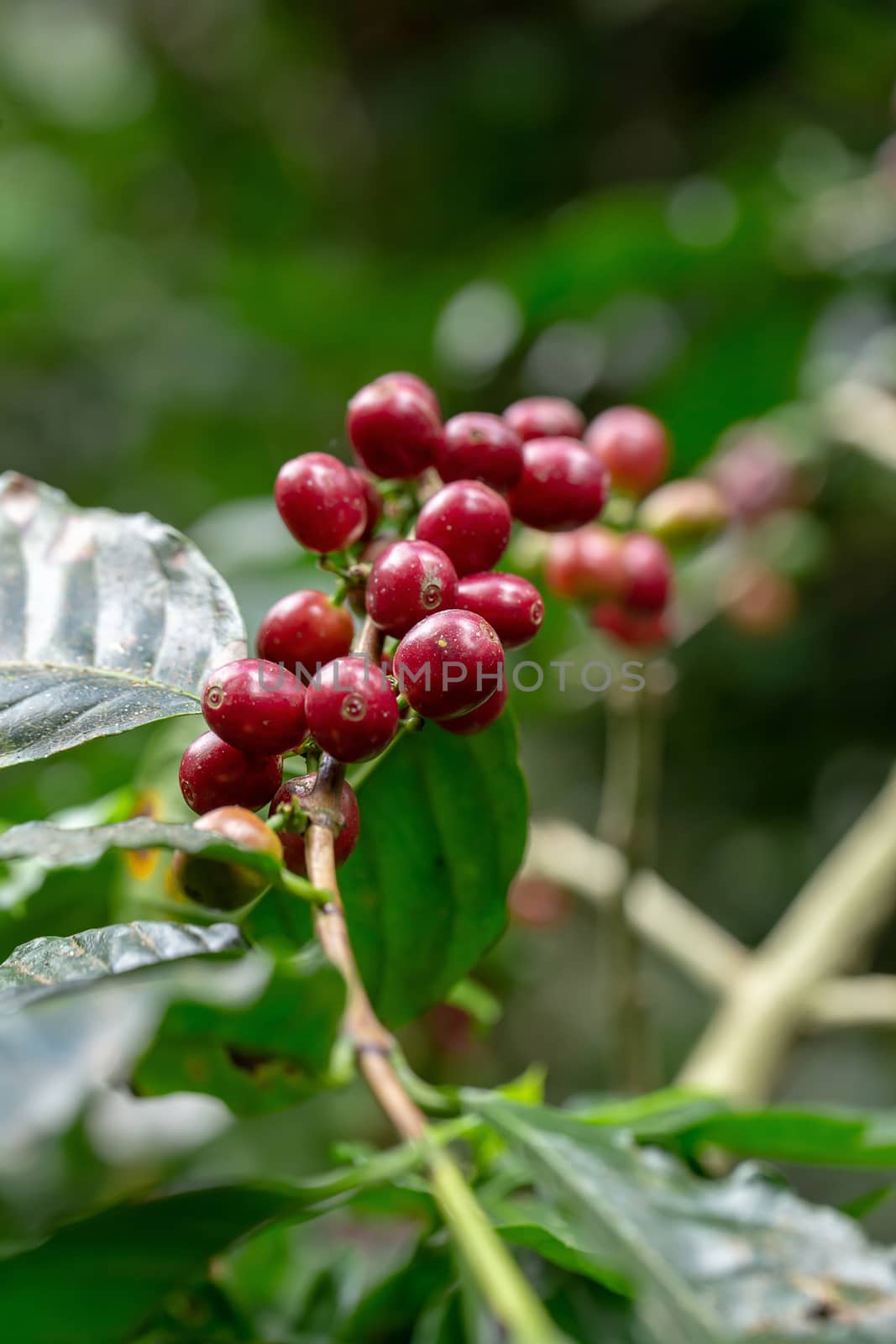 Fresh Arabica Coffee beans ripening on tree in the agricultural garden north of thailand.